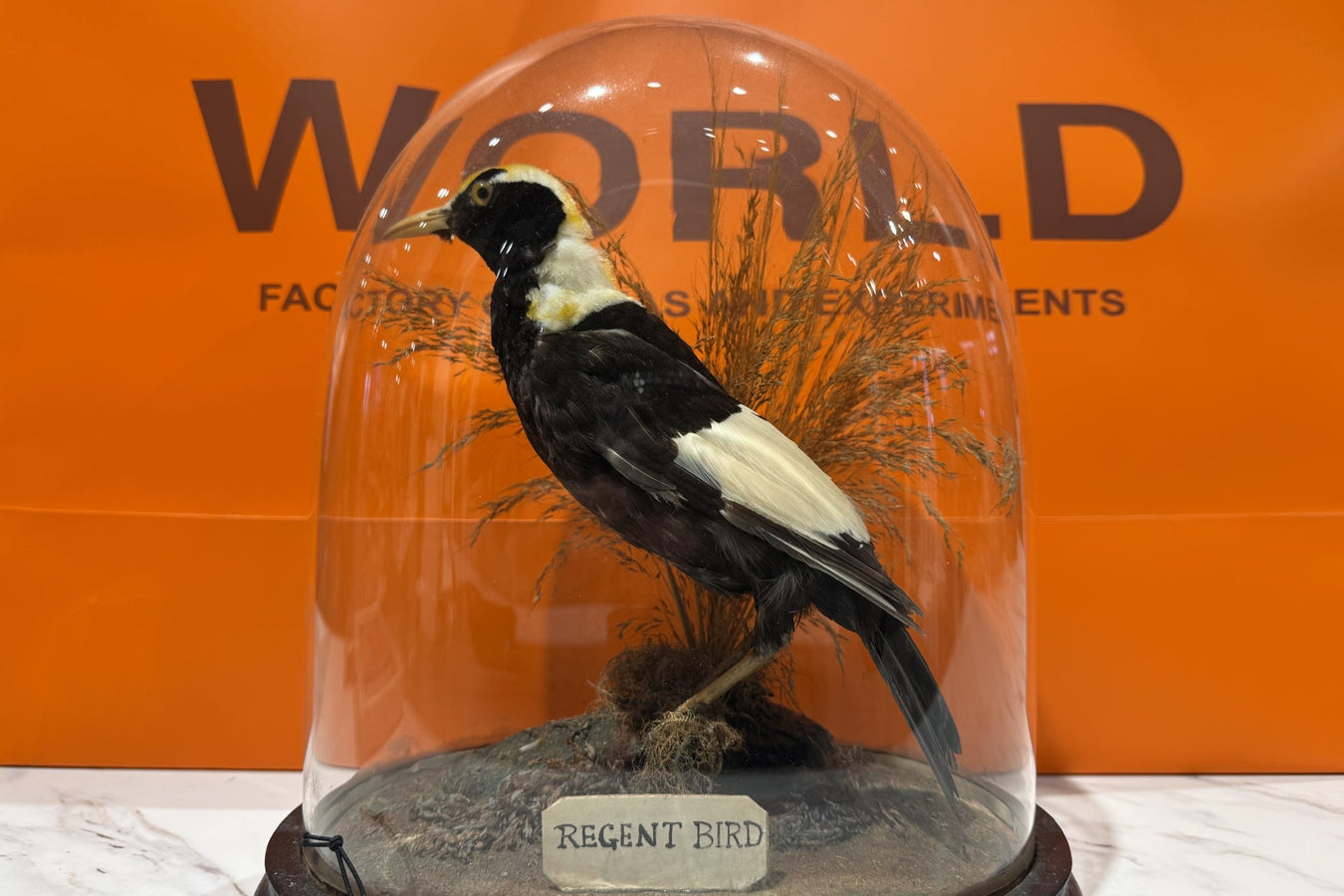 Taxidermy Sale 30% OFF