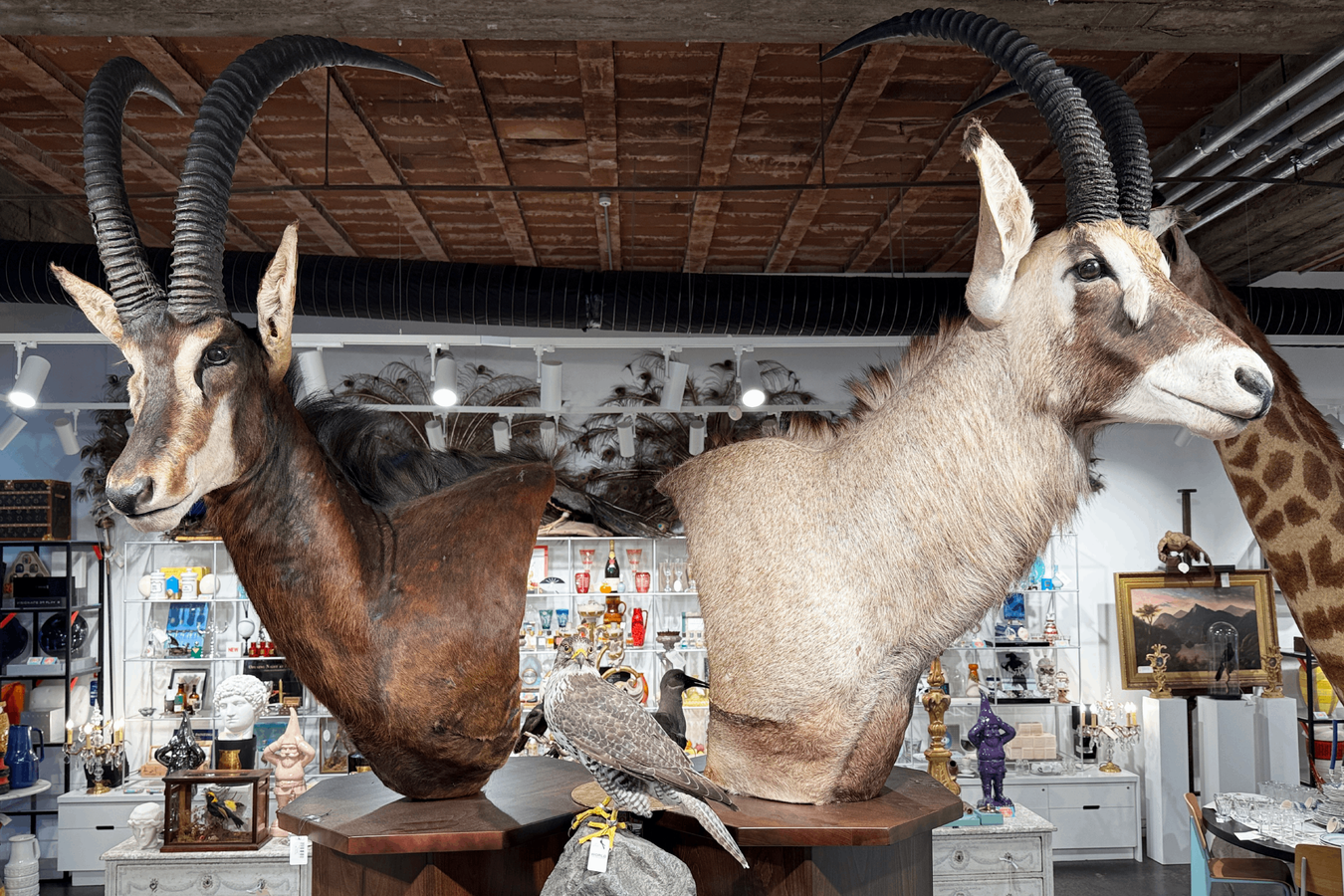 SALE Taxidermy