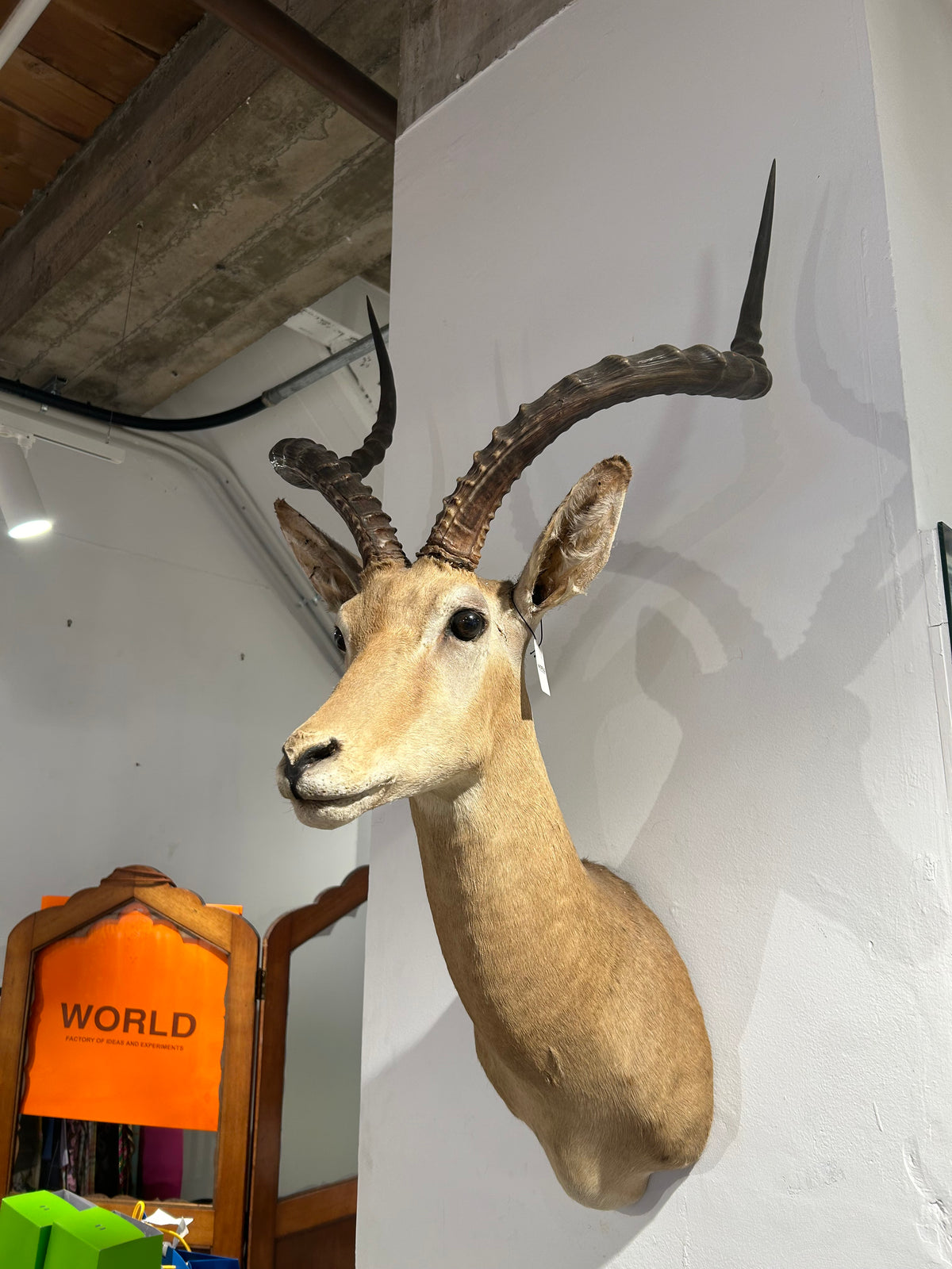 GB African Deer main image 1