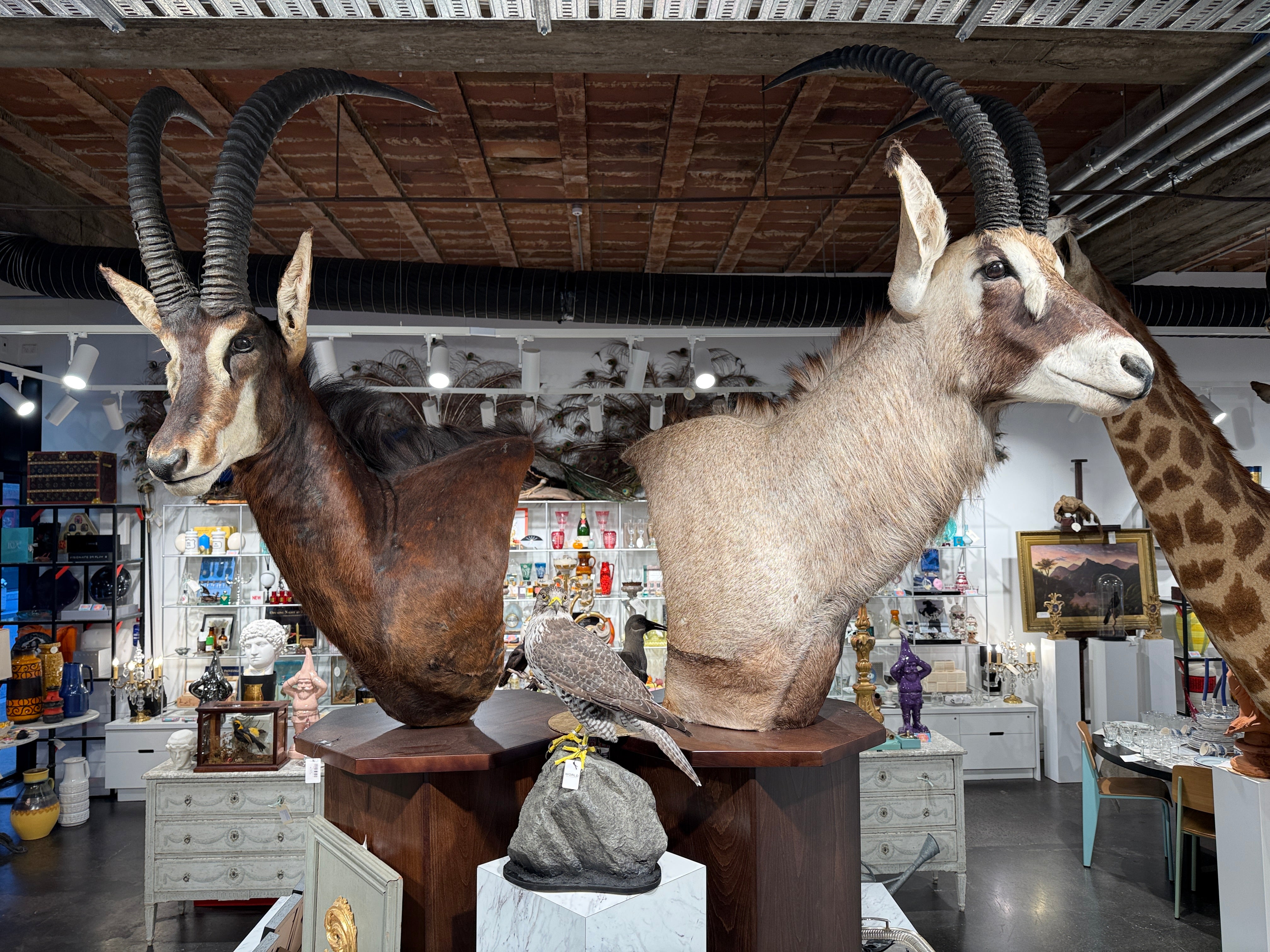 CT Sable Antelope on Pedestal
