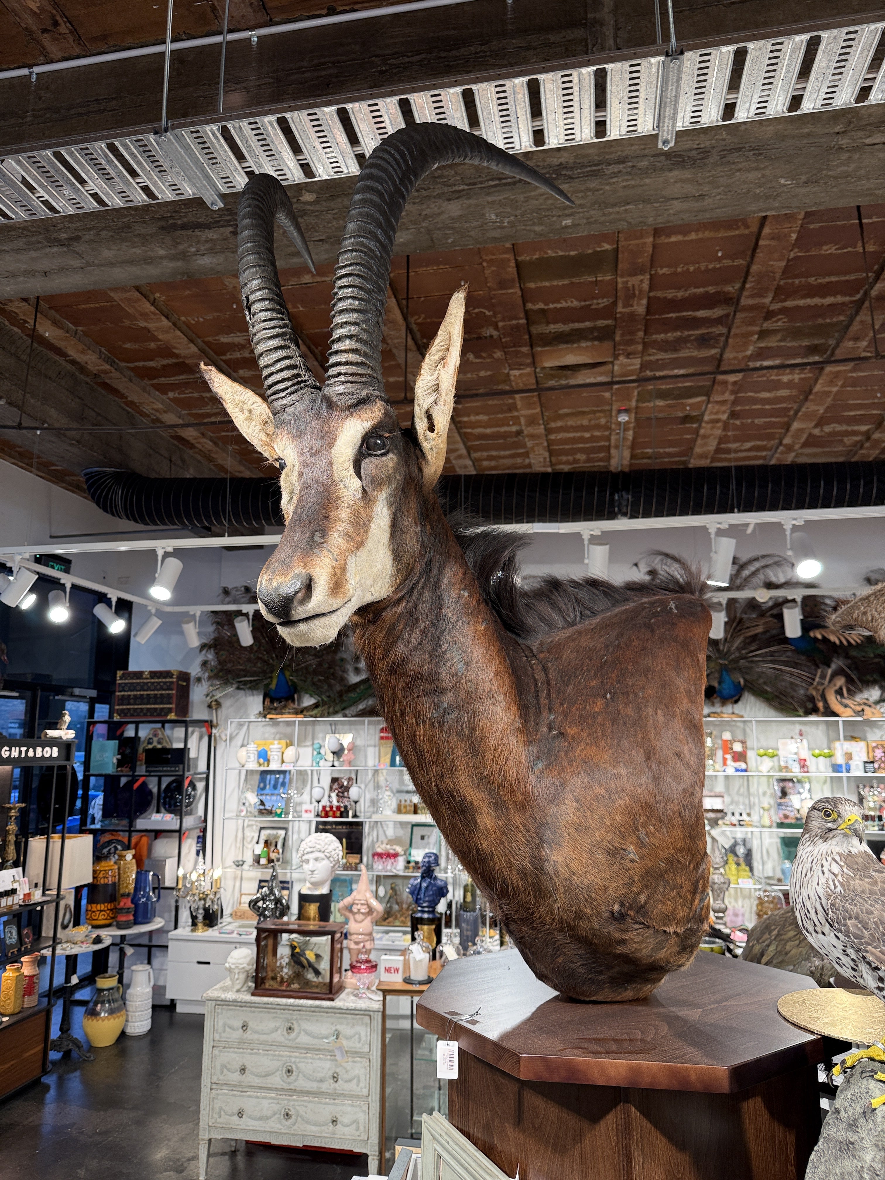 CT Sable Antelope on Pedestal