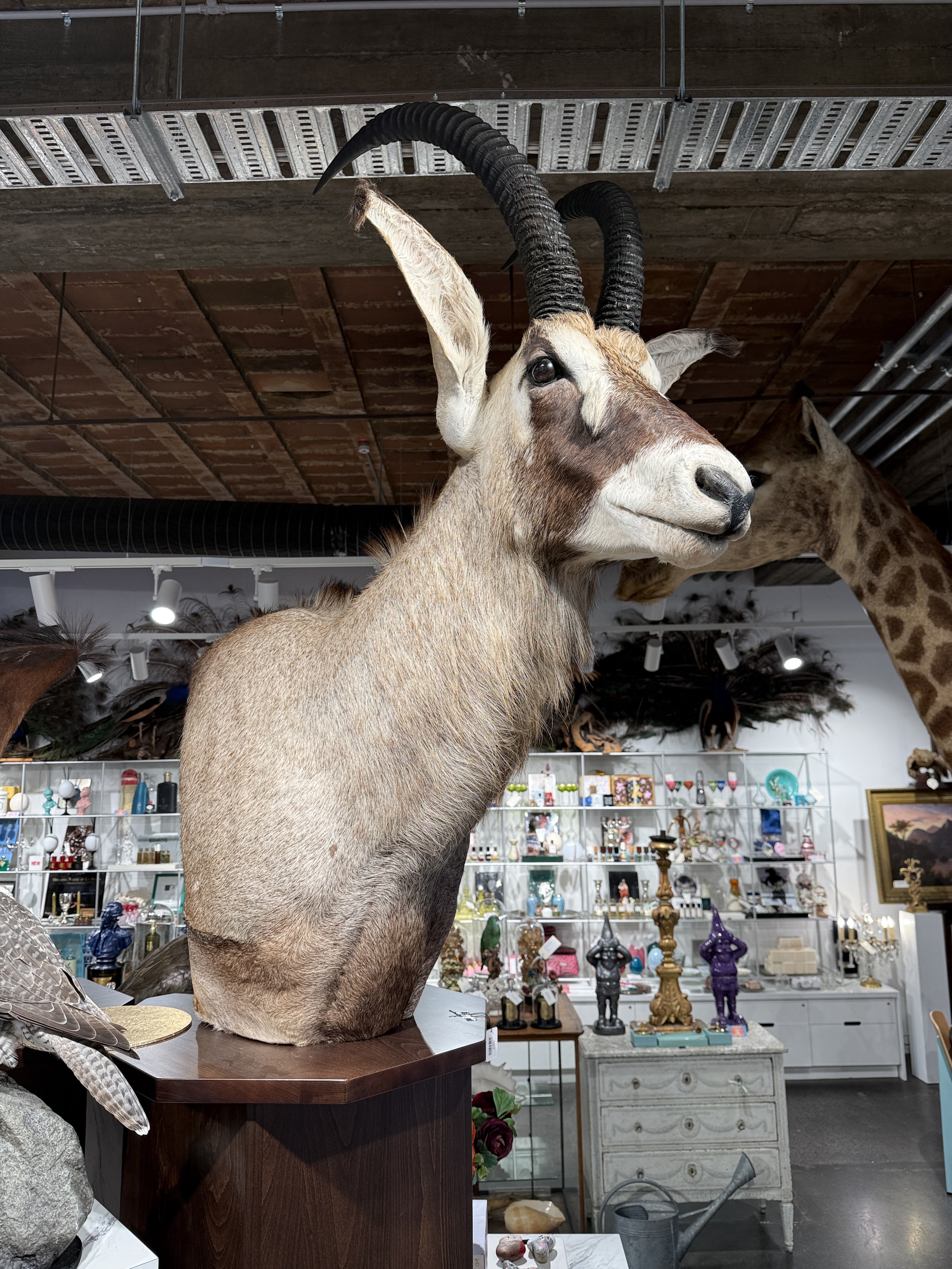 CT Roan Antelope on Pedestal