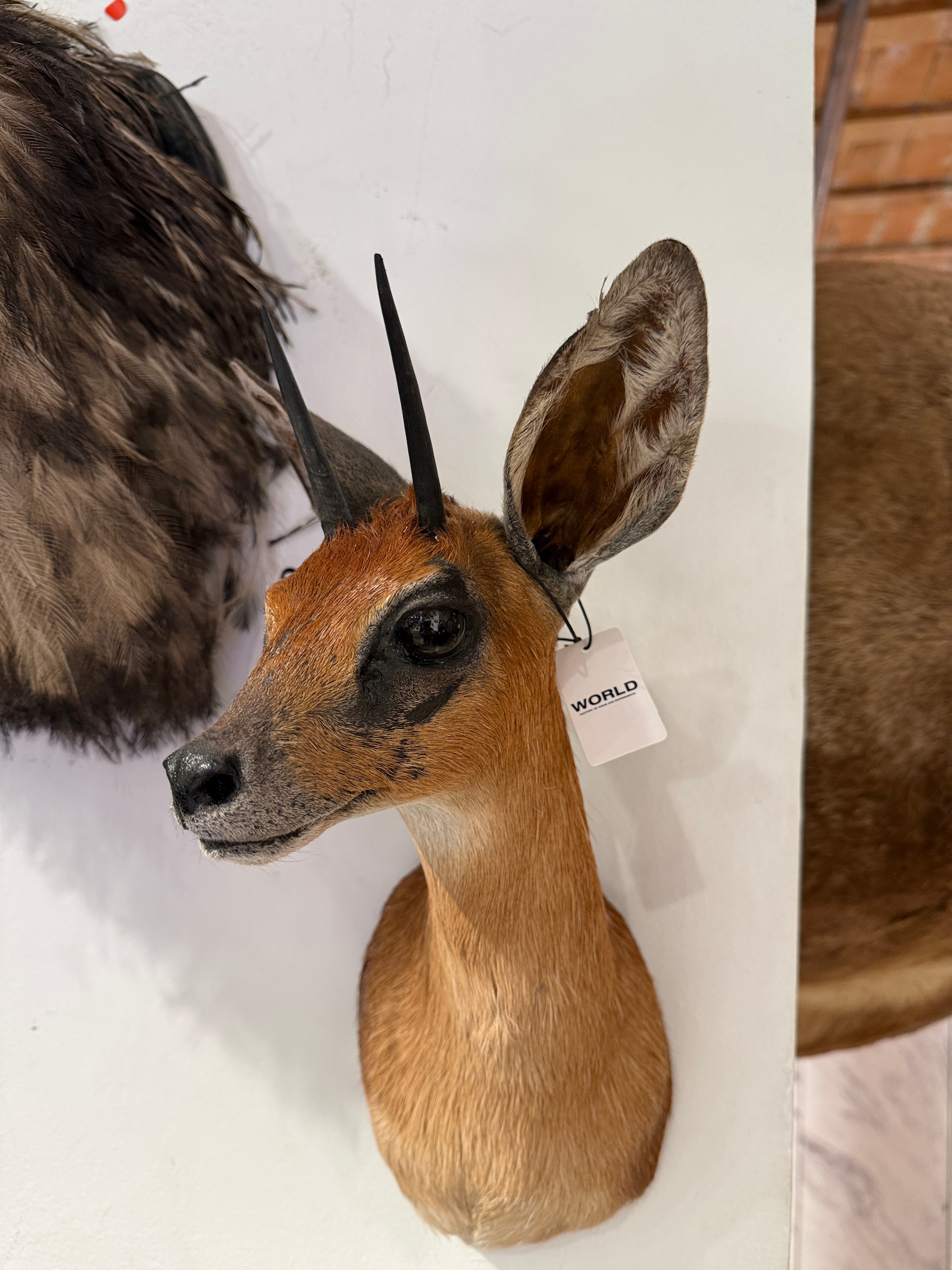 CT Cape Grysbok