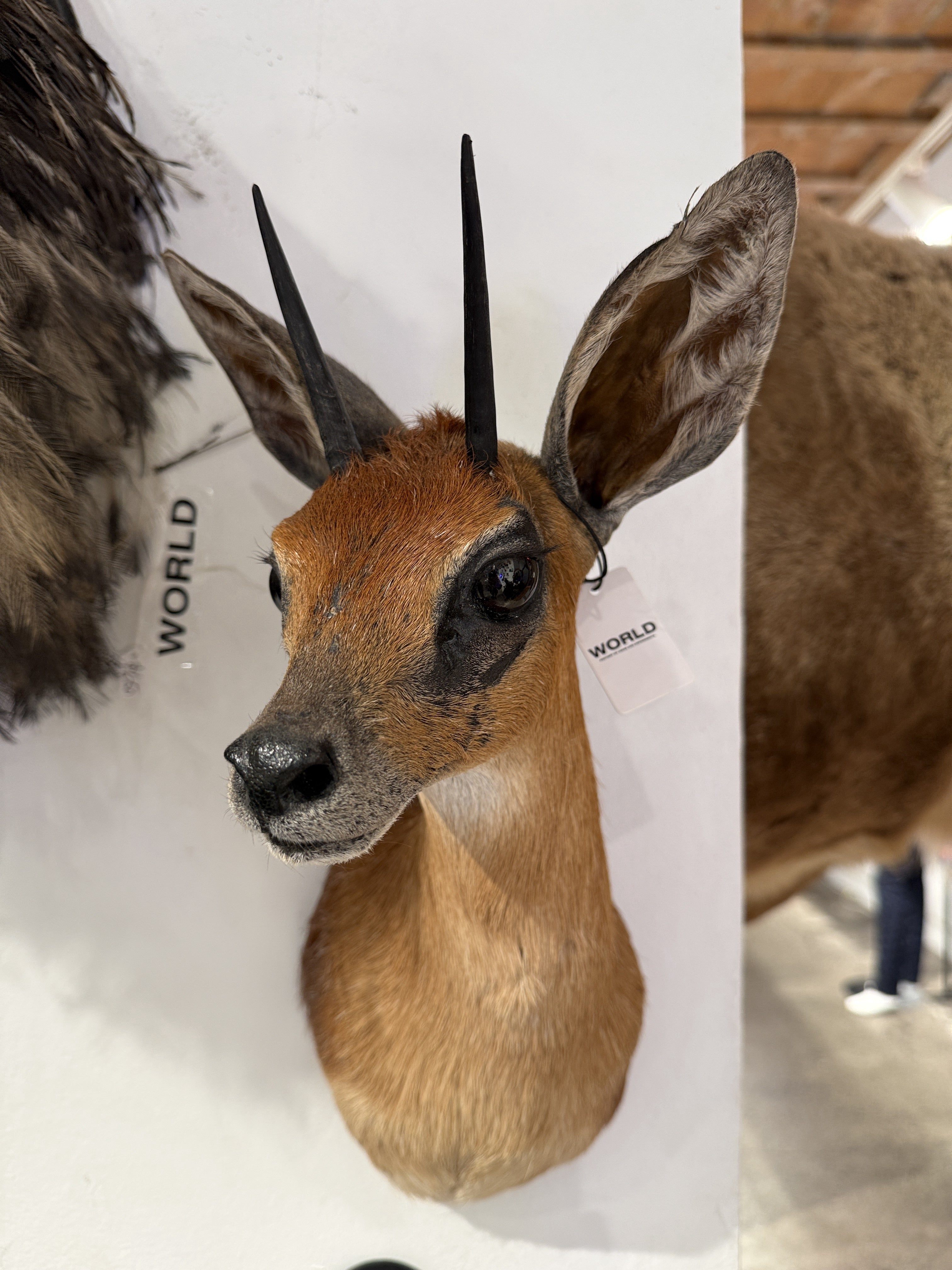 CT Cape Grysbok