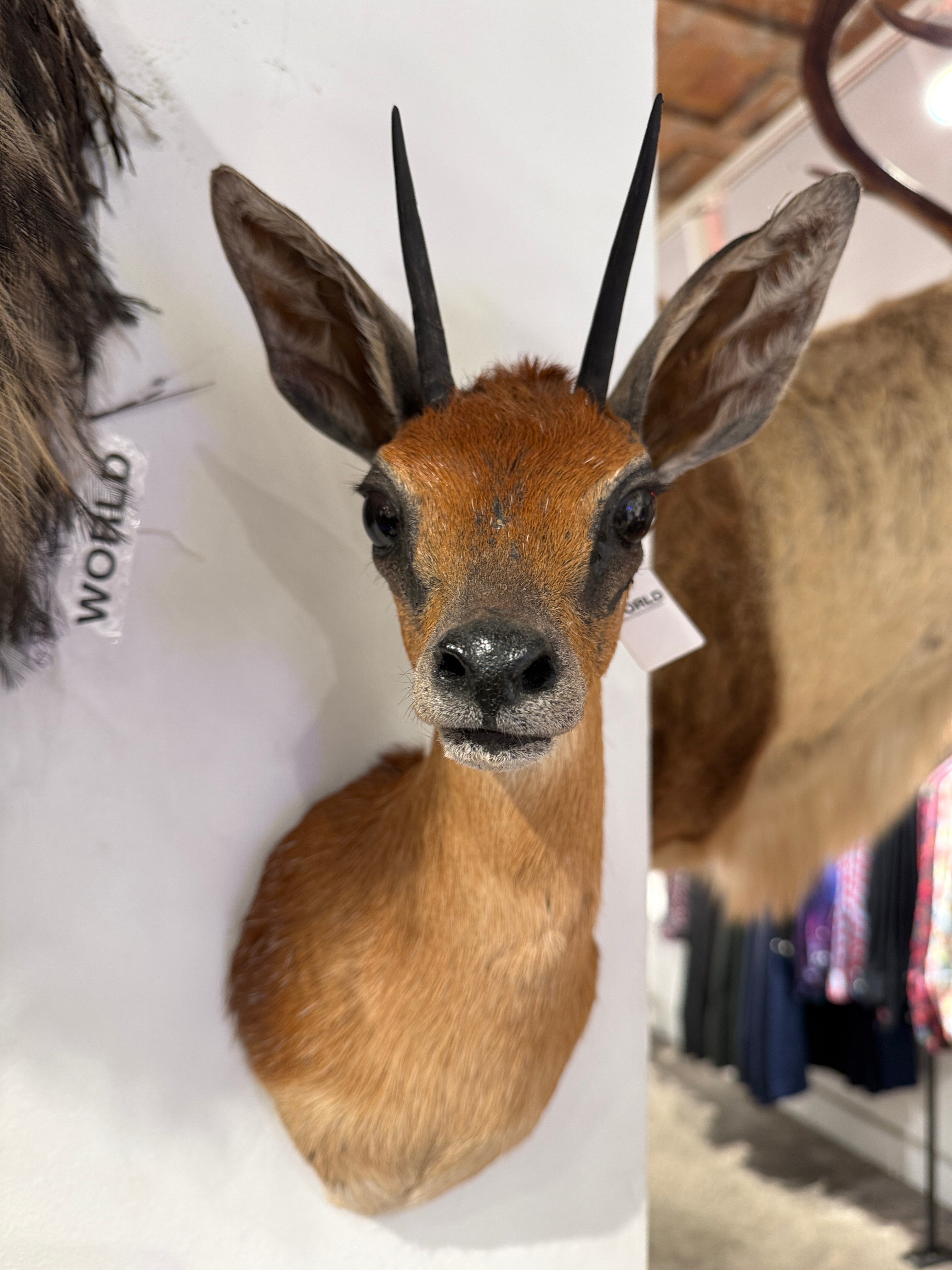 CT Cape Grysbok