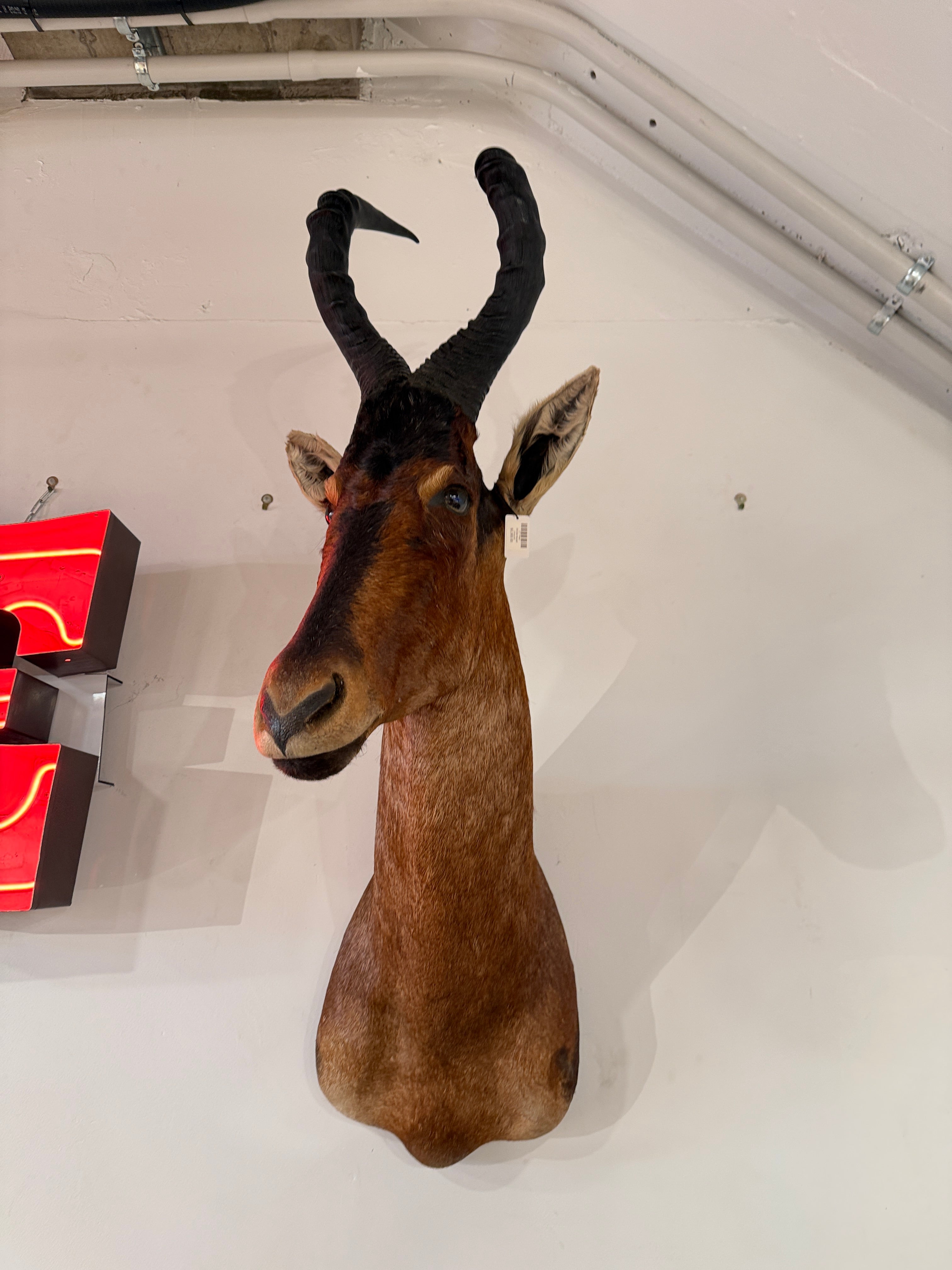 CT Red Hartebeest