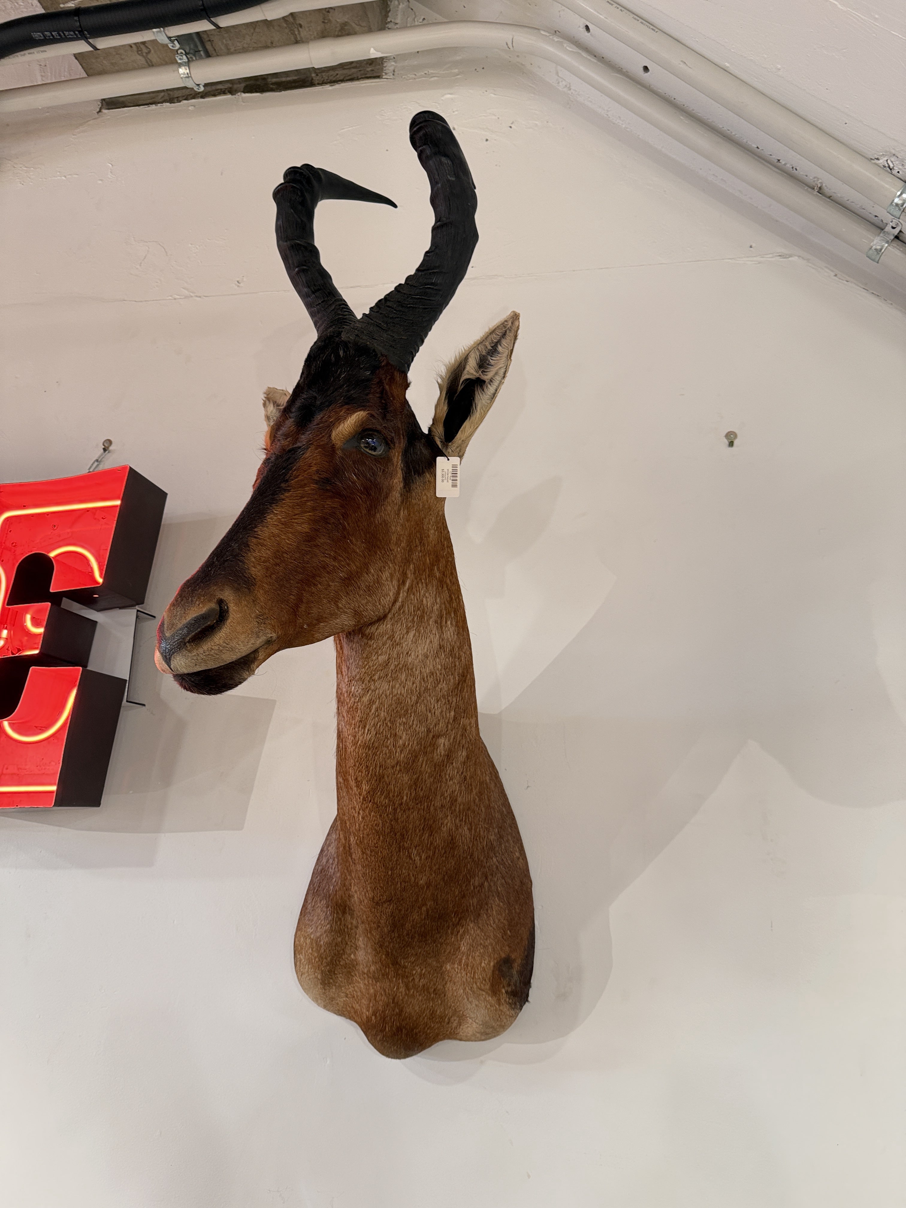 CT Red Hartebeest