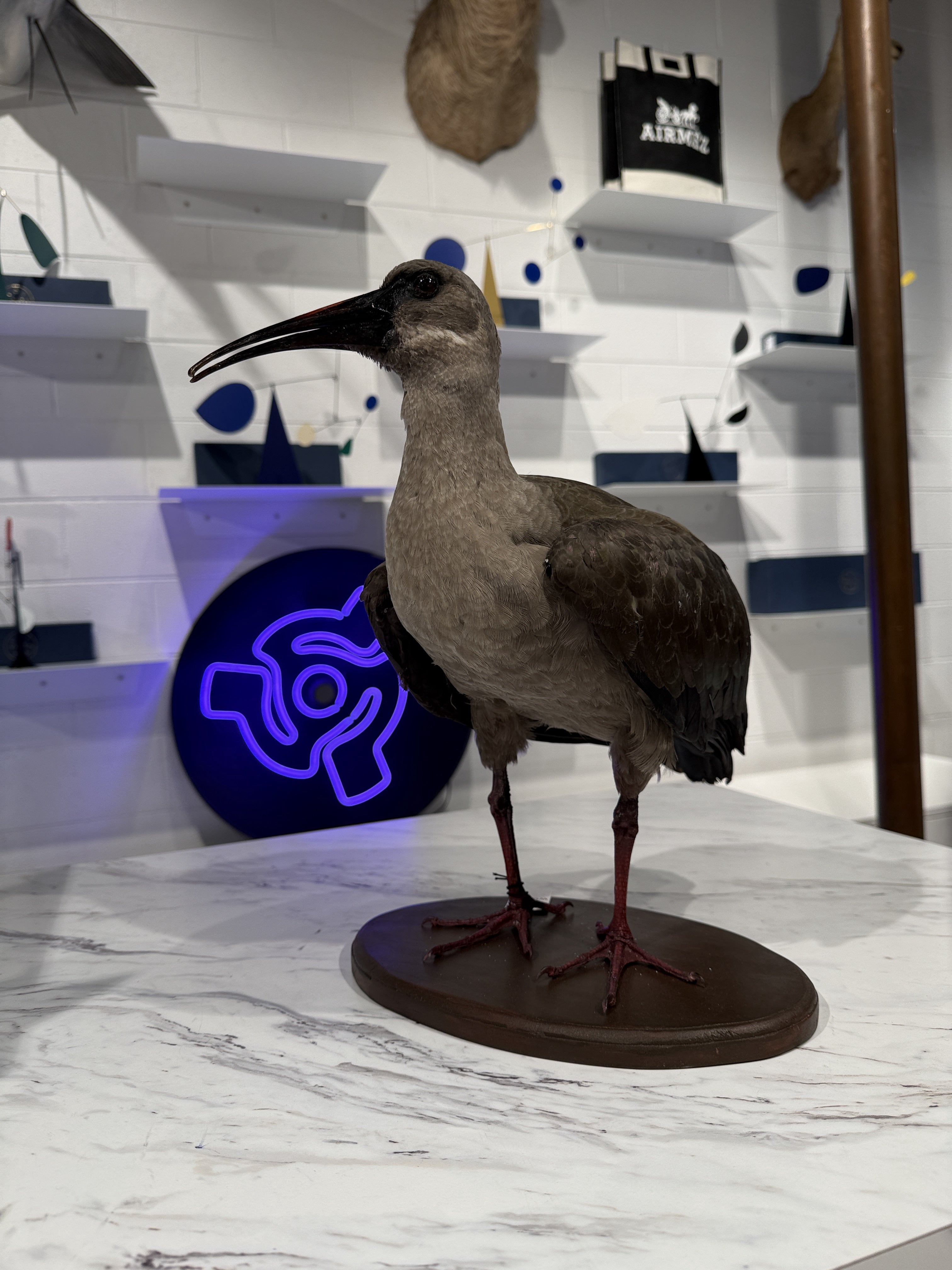 CT Hadeda Bird