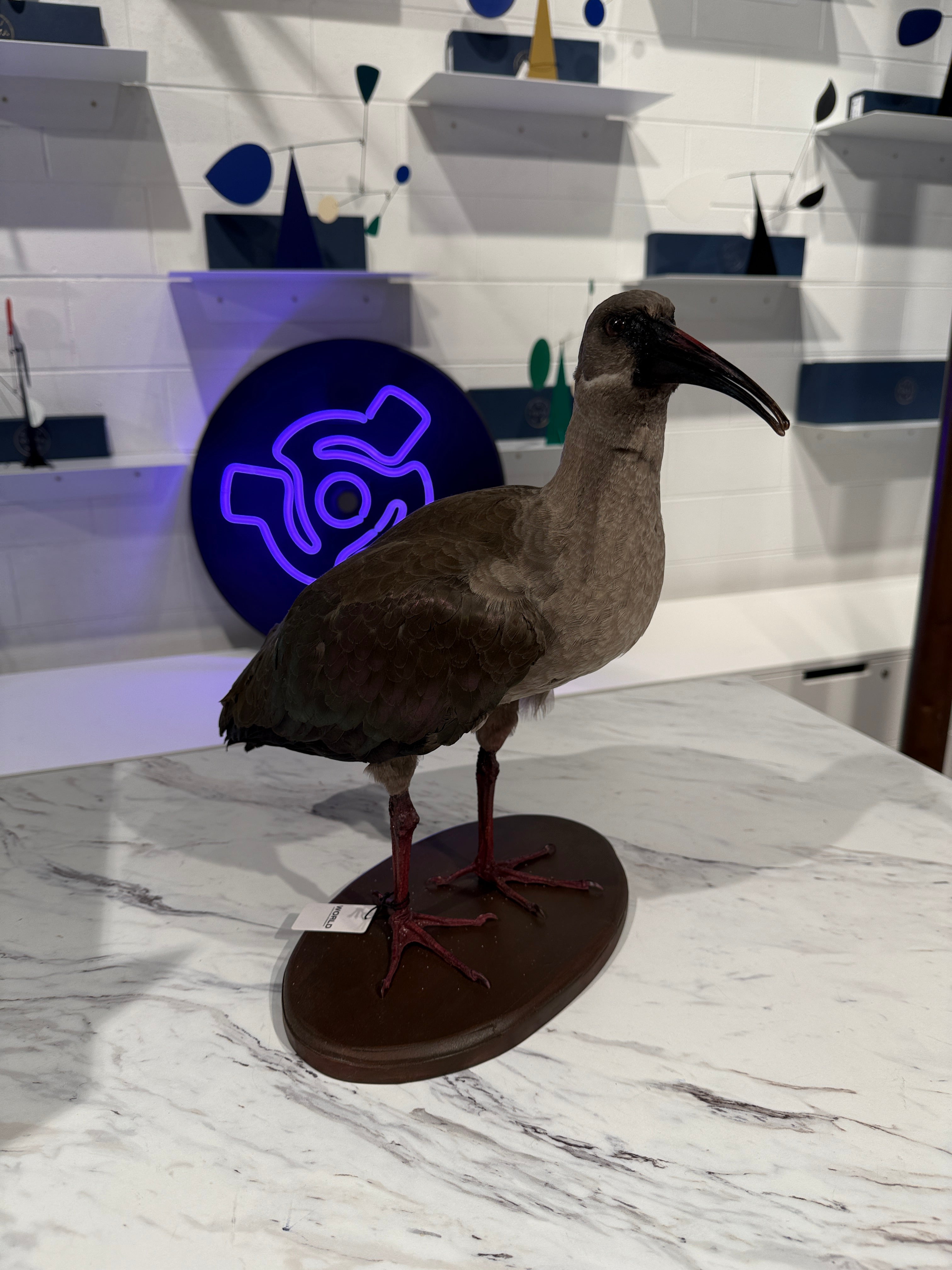 CT Hadeda Bird