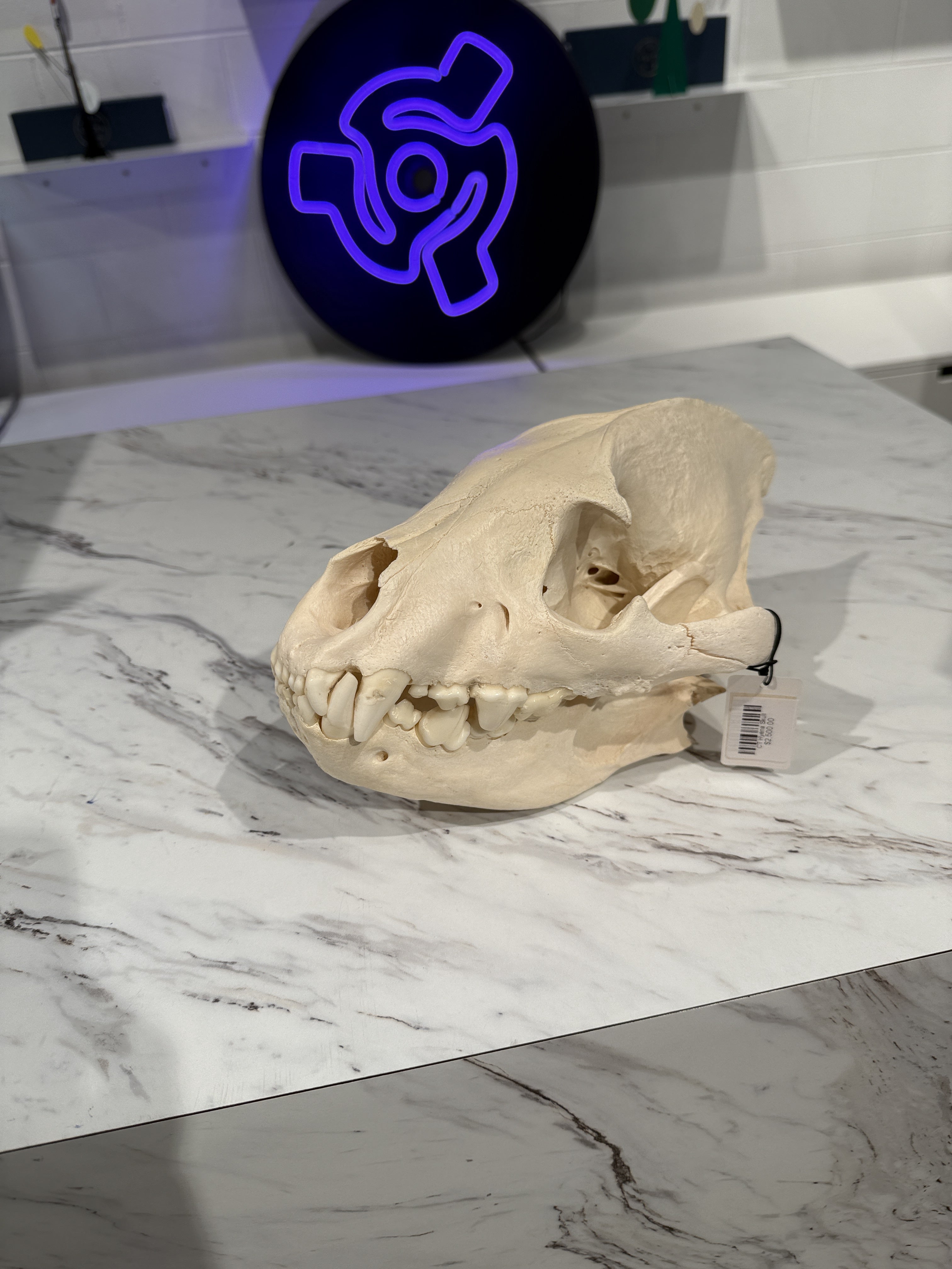 CT Hyena Skull