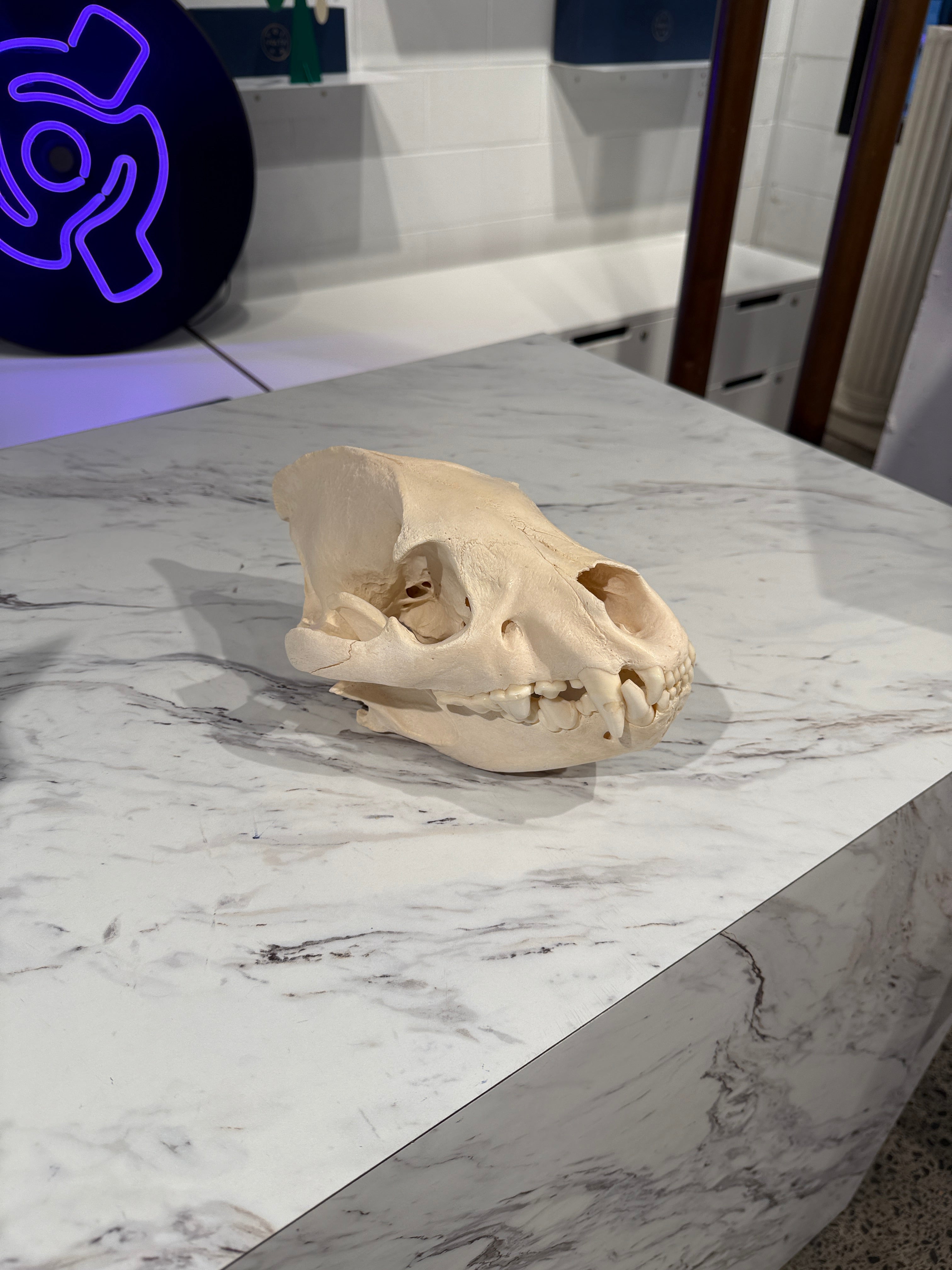 CT Hyena Skull