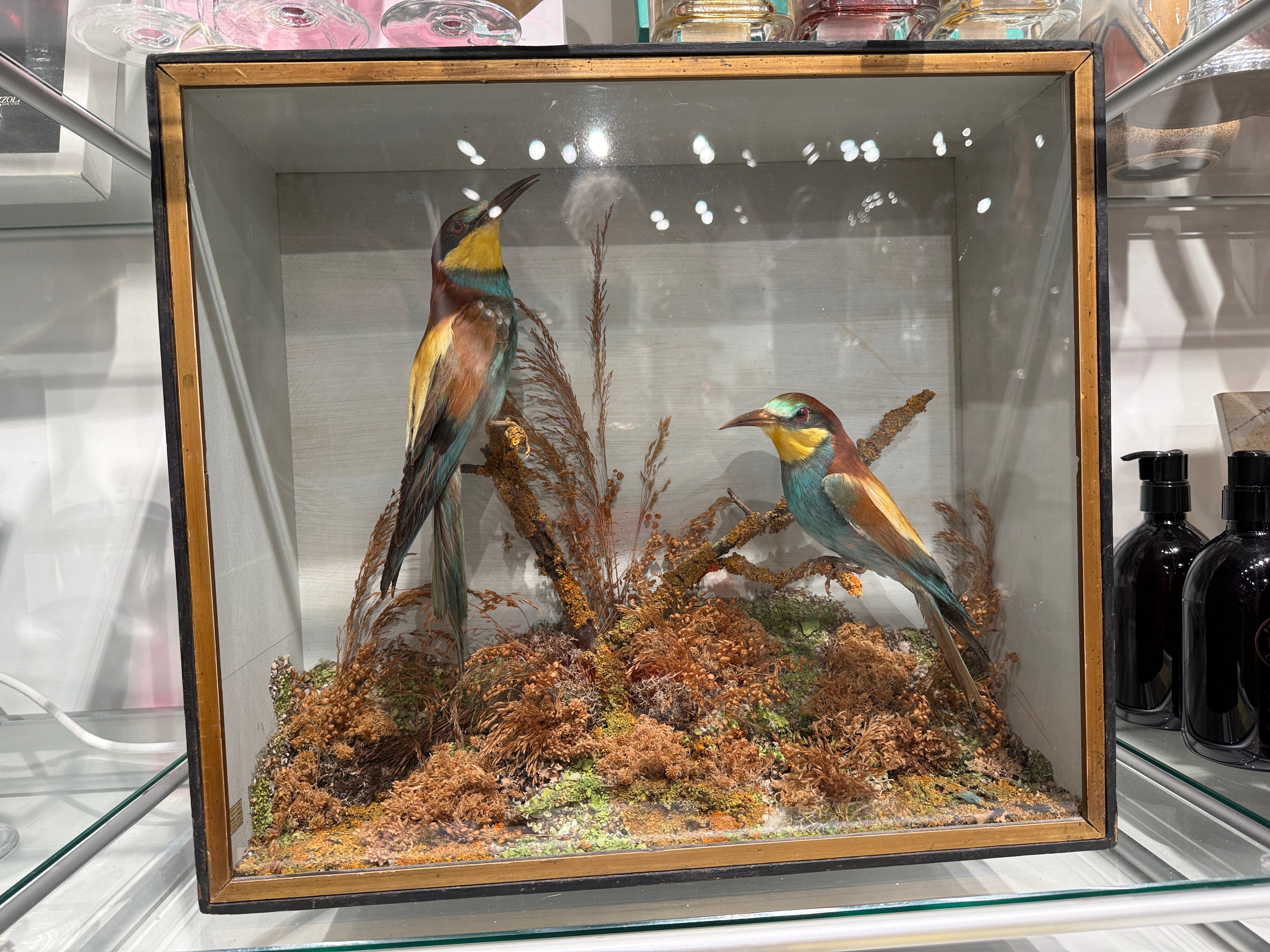 CT Bee Eaters in Case