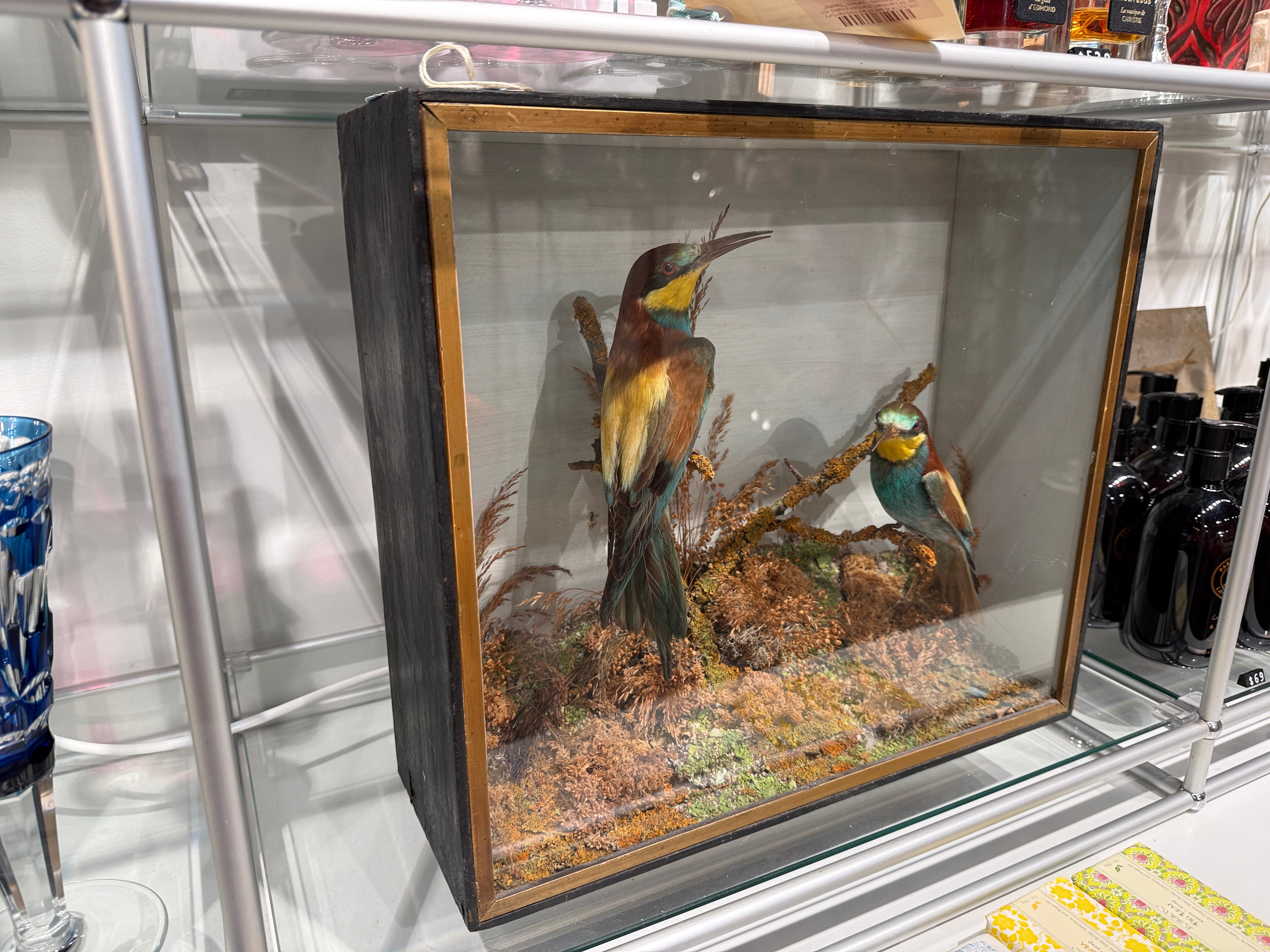 CT Bee Eaters in Case