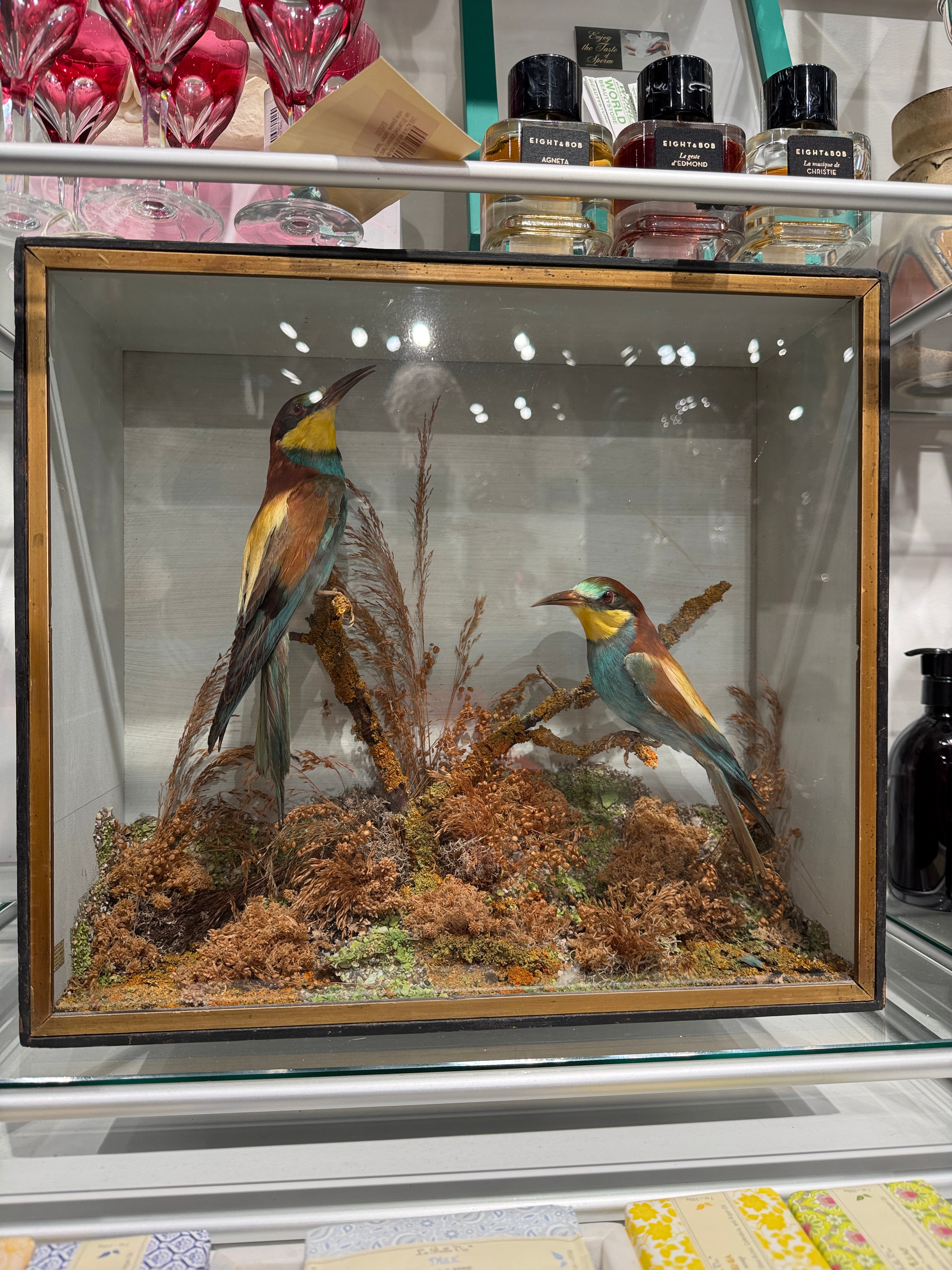 CT Bee Eaters in Case