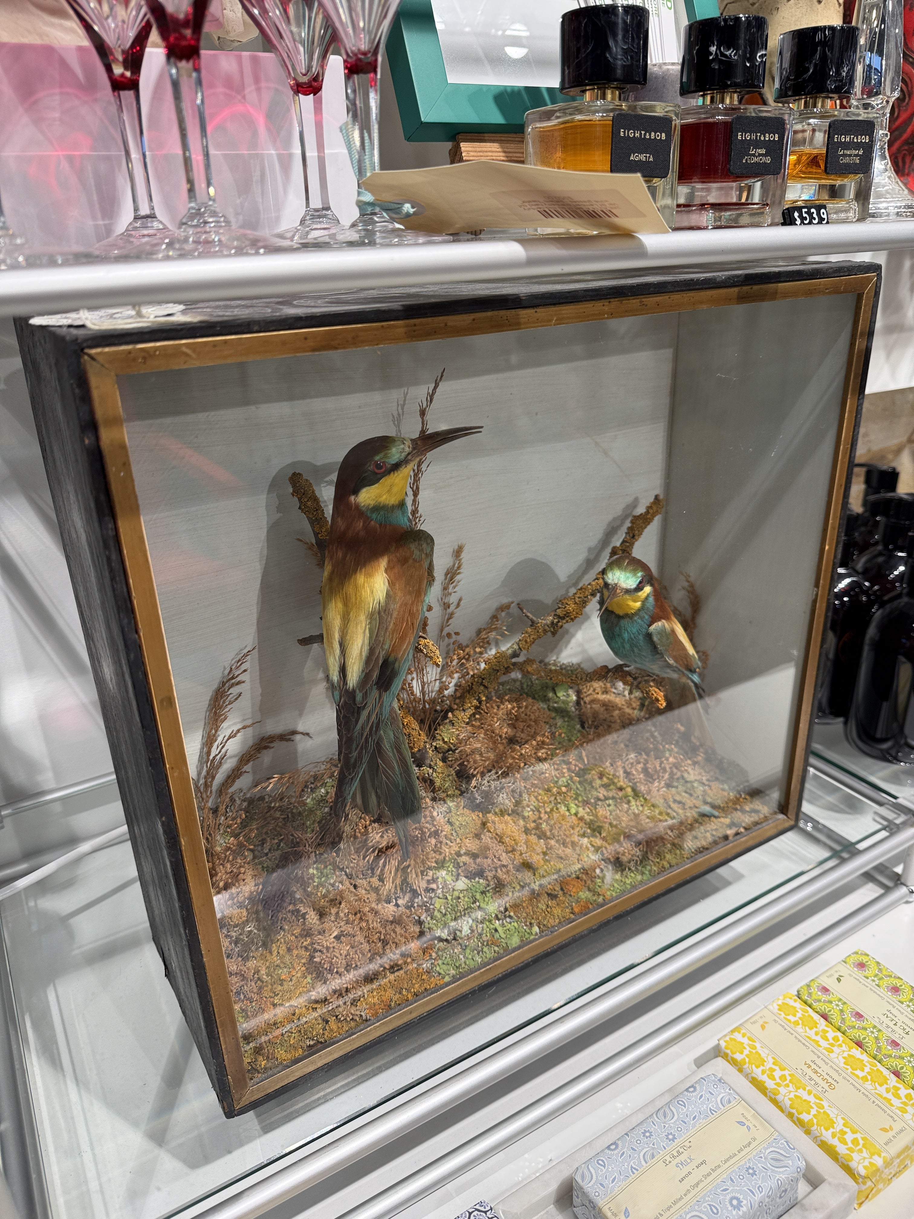 CT Bee Eaters in Case
