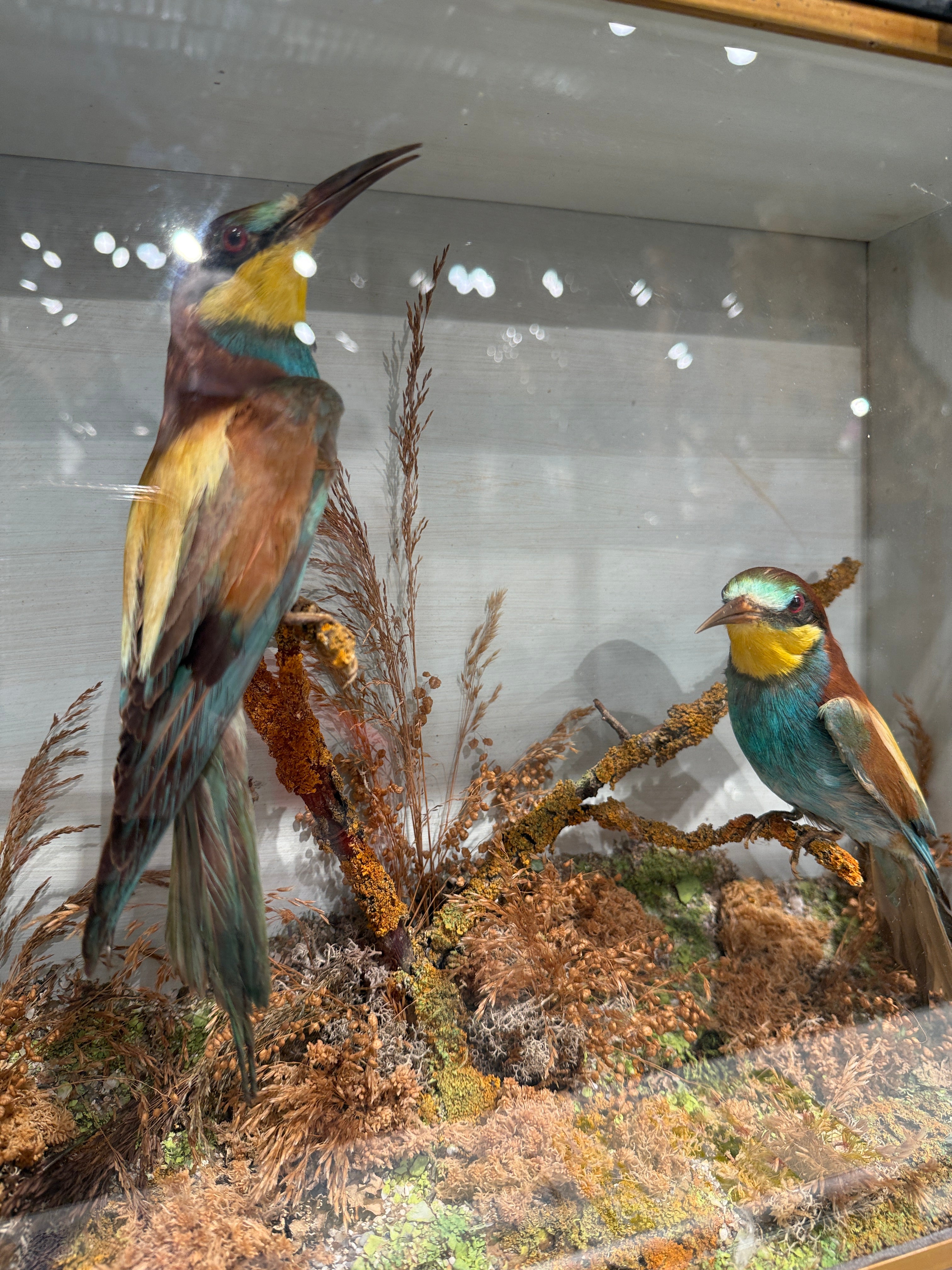 CT Bee Eaters in Case