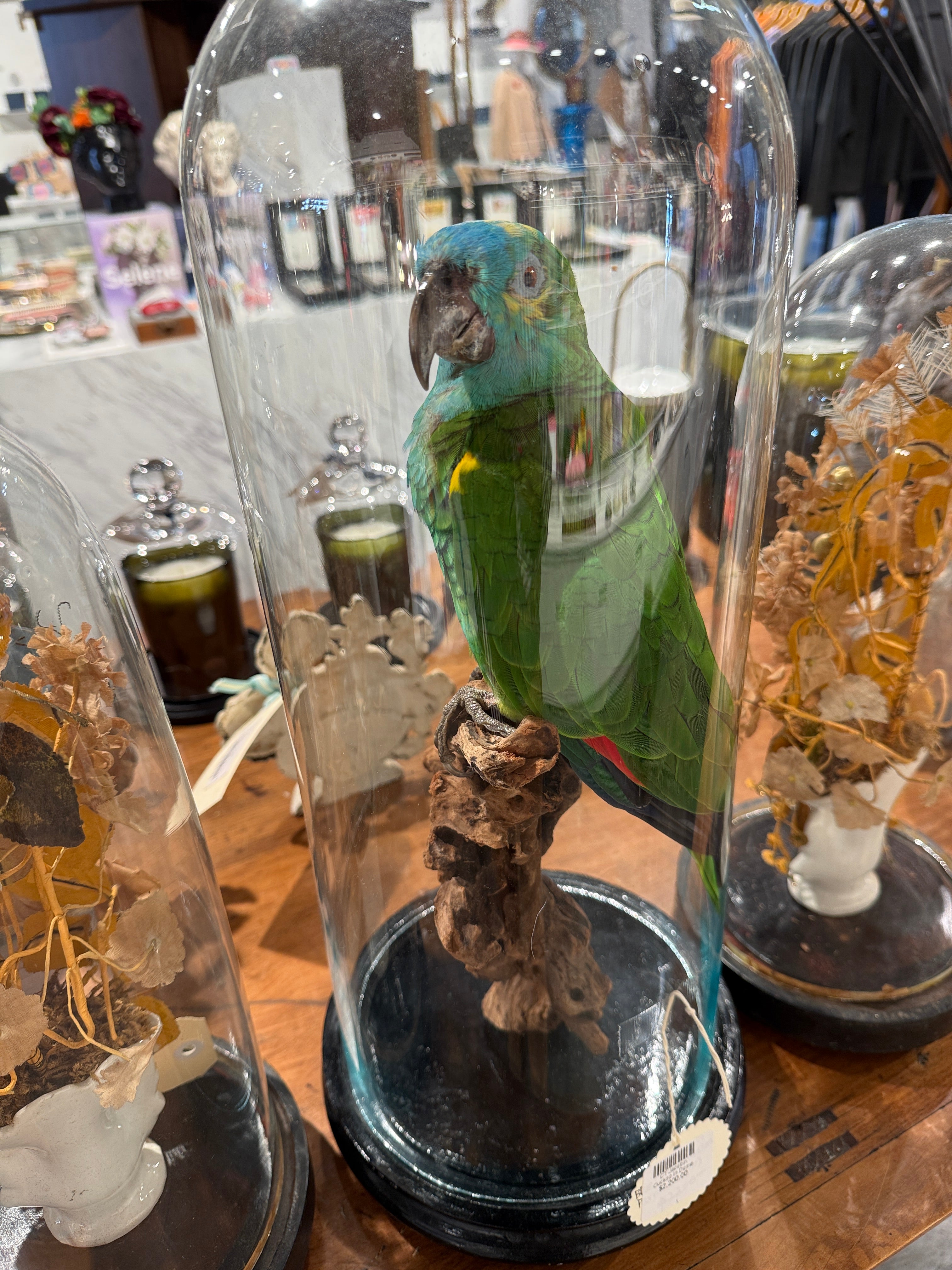 CT Blue Fronted Amazon Parrot in Dome