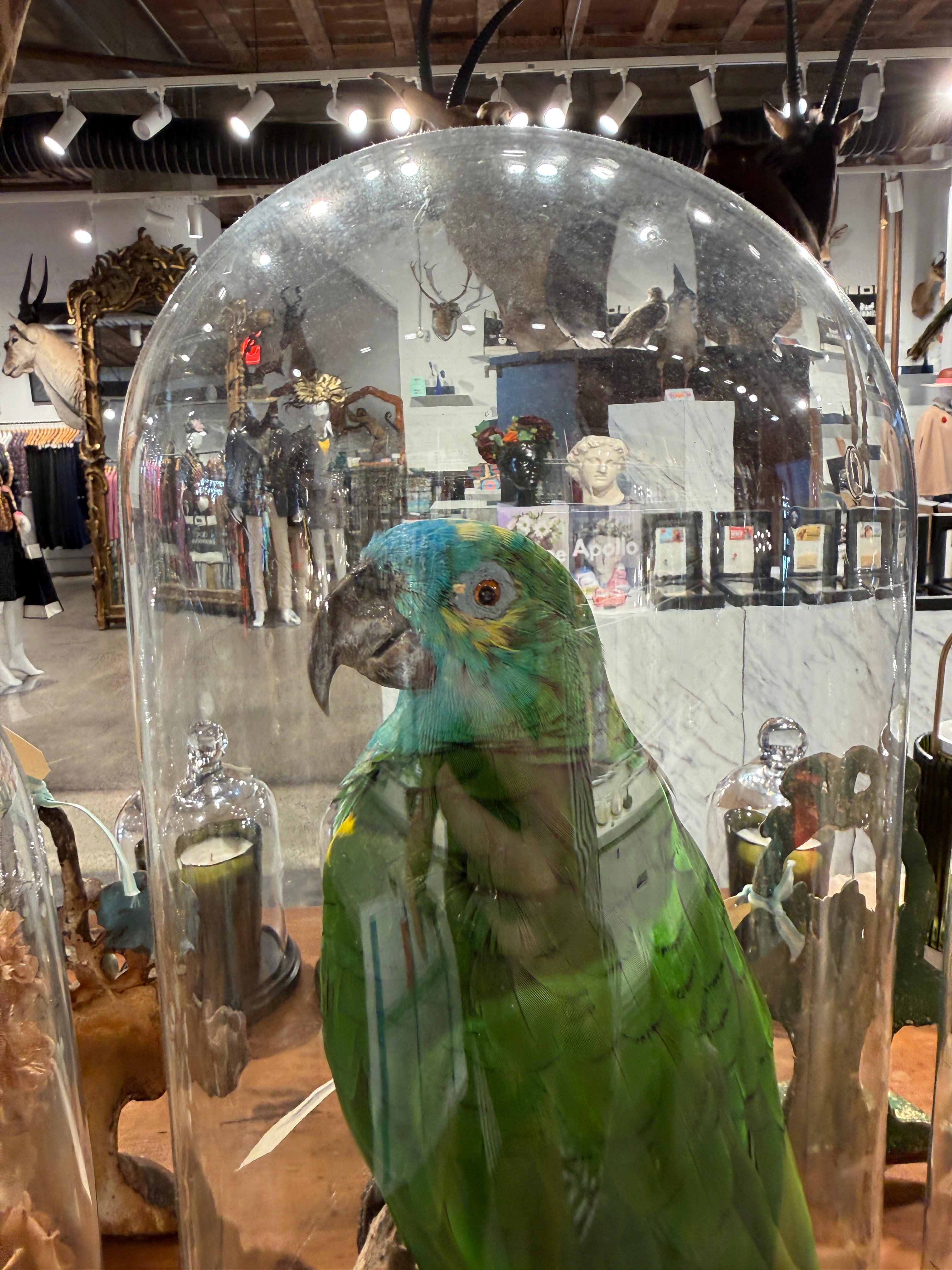 CT Blue Fronted Amazon Parrot in Dome