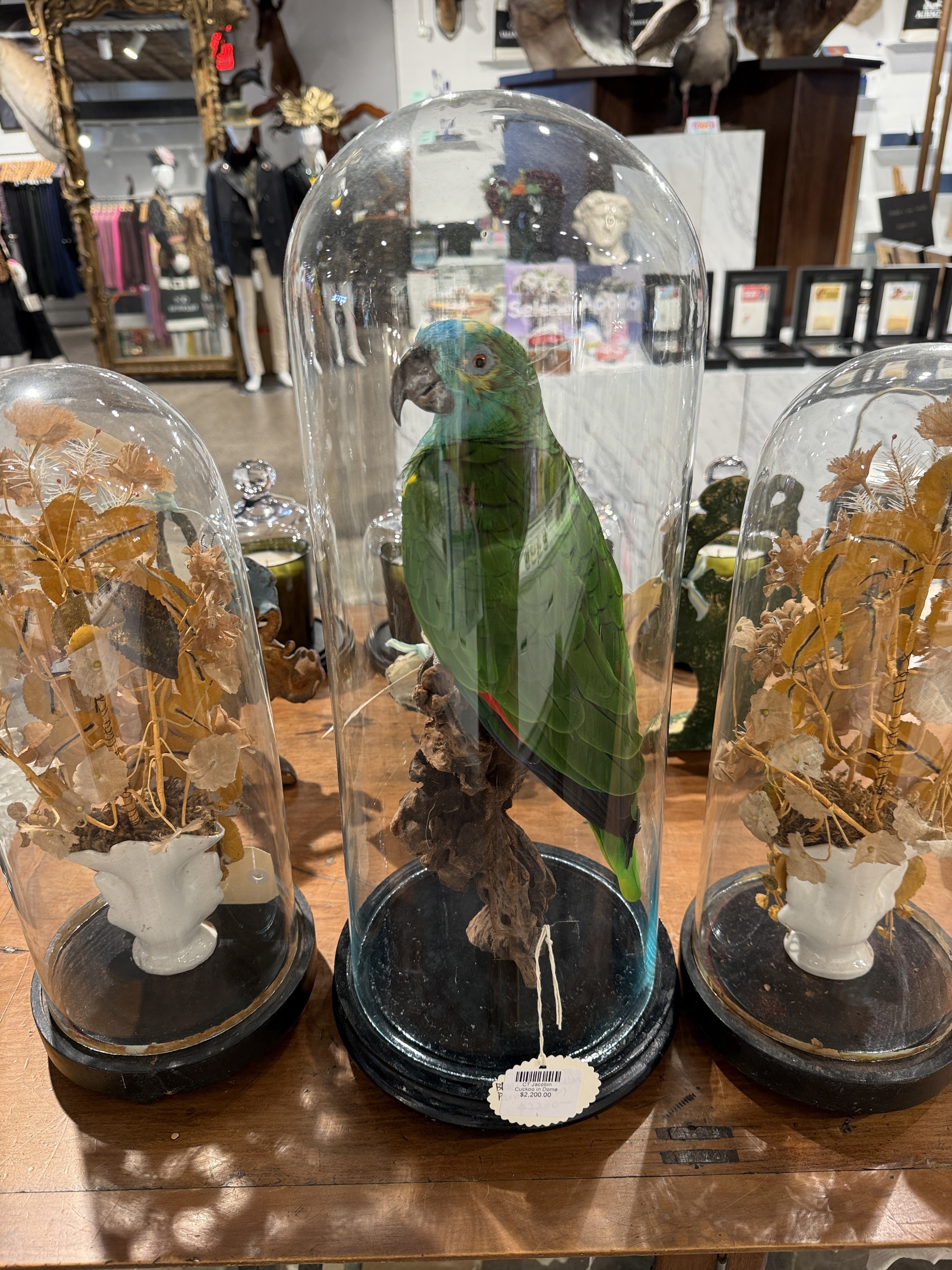 CT Blue Fronted Amazon Parrot in Dome