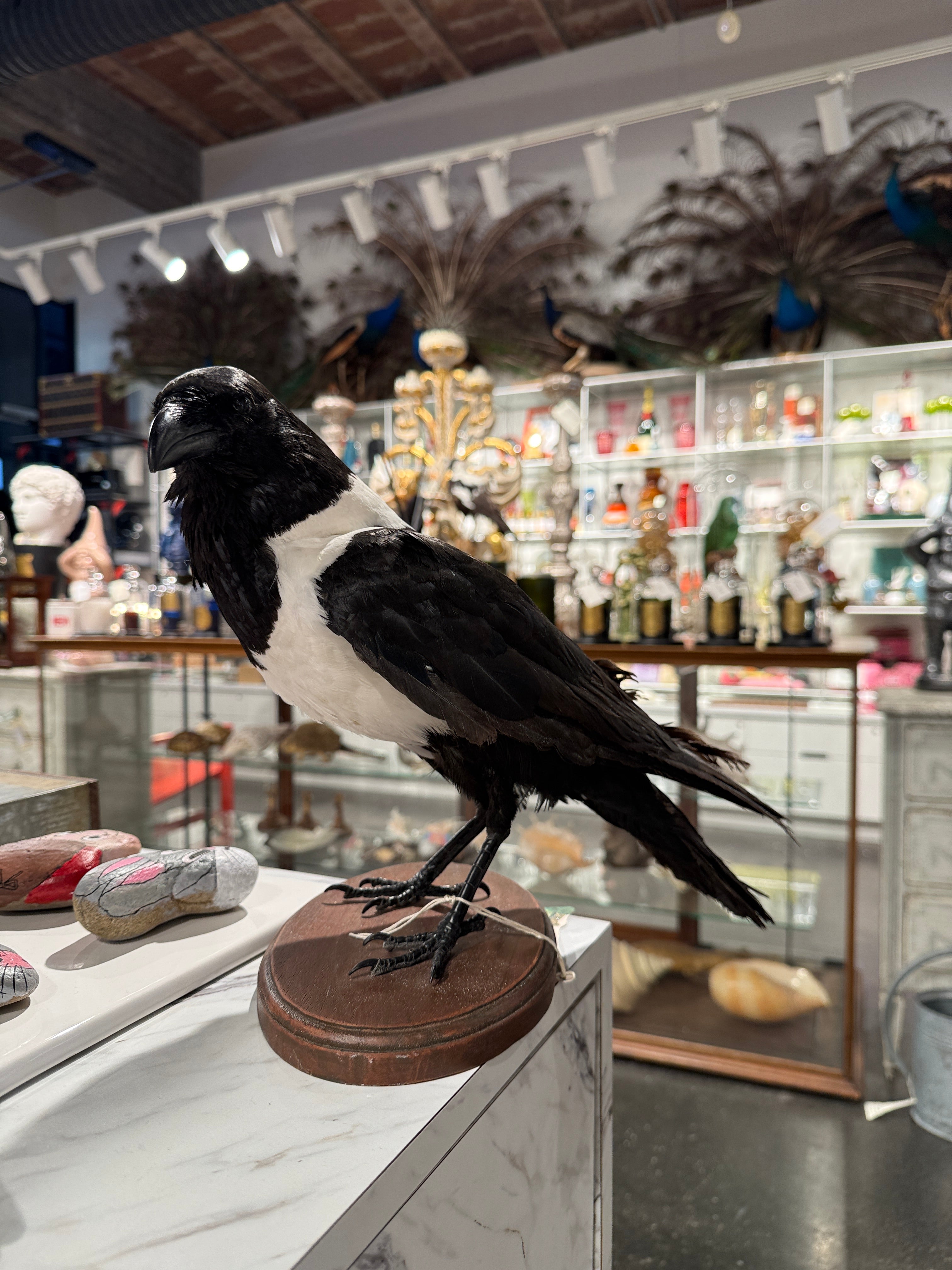CT Pied Crow