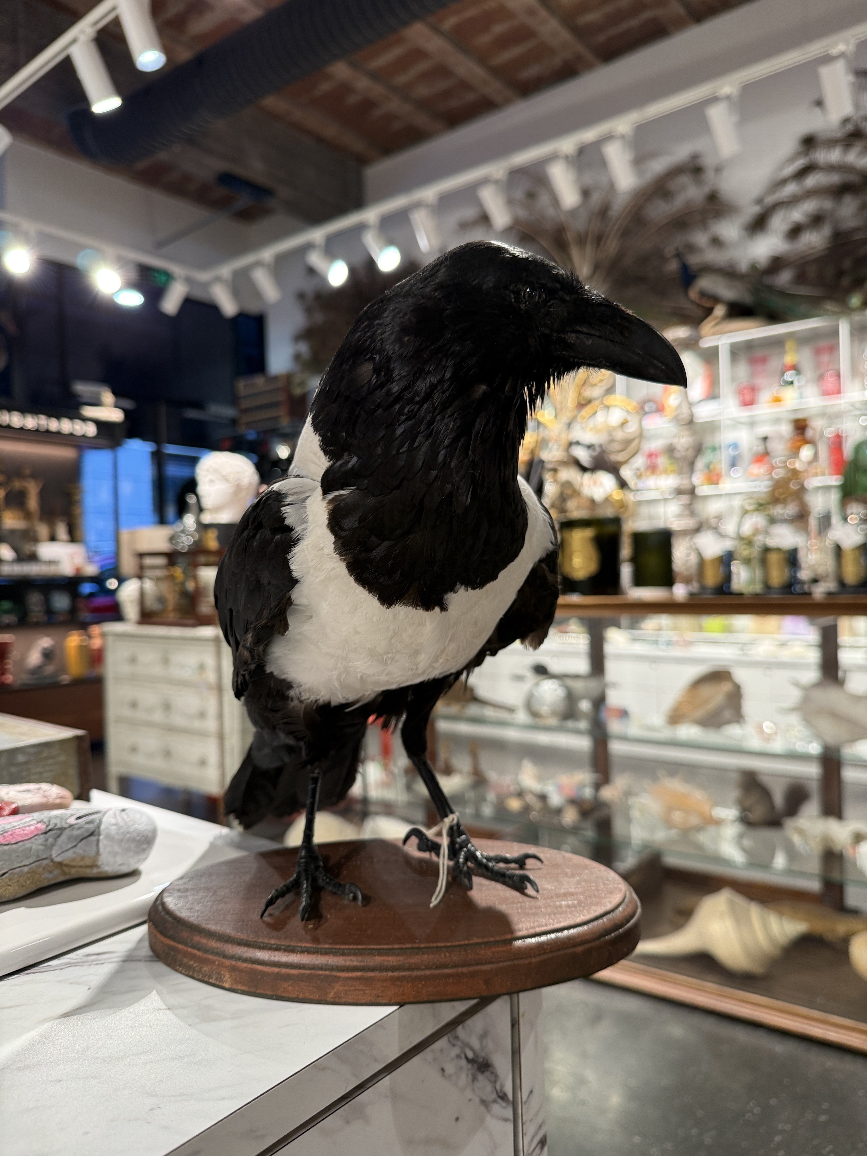 CT Pied Crow