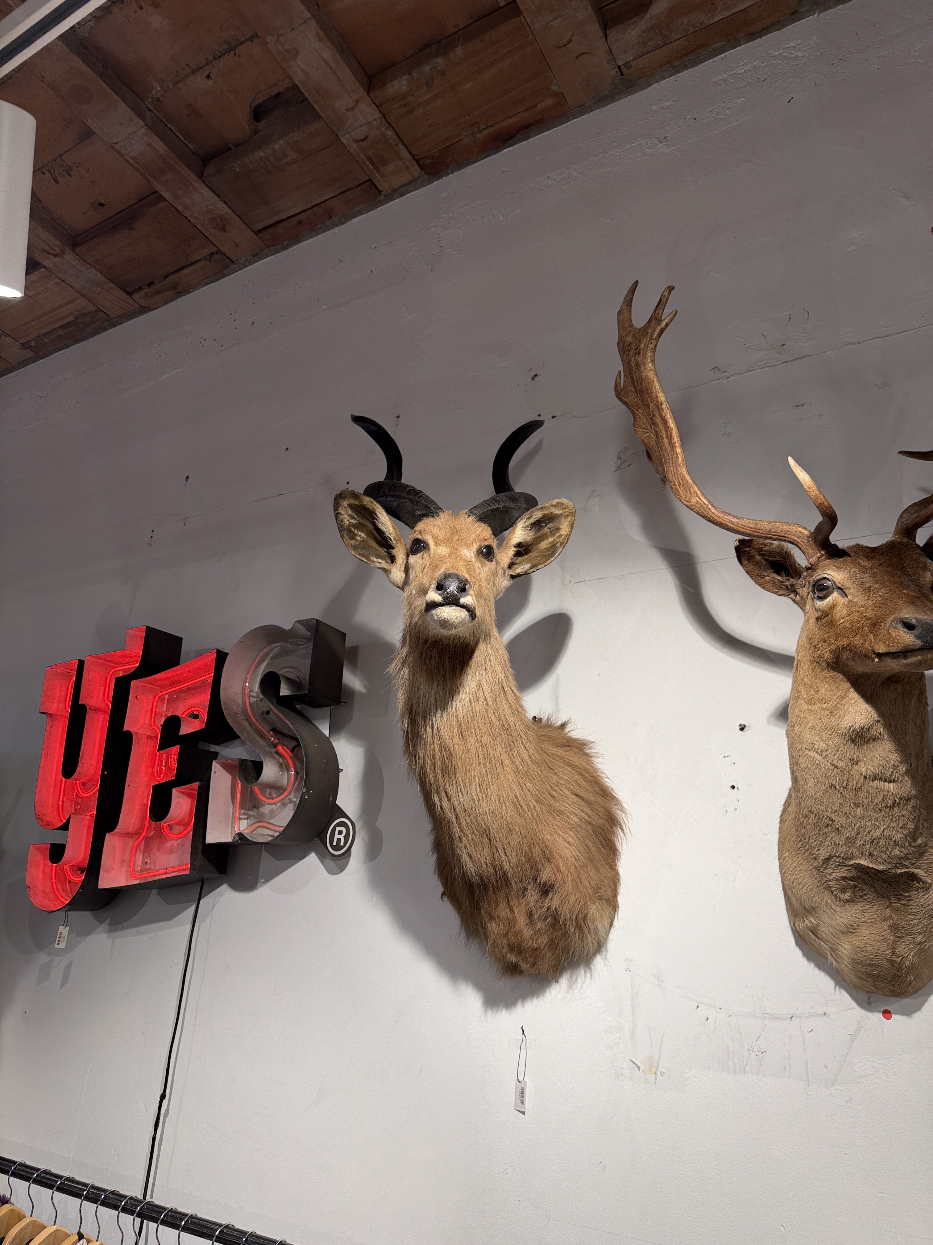 CT Sitatunga Head