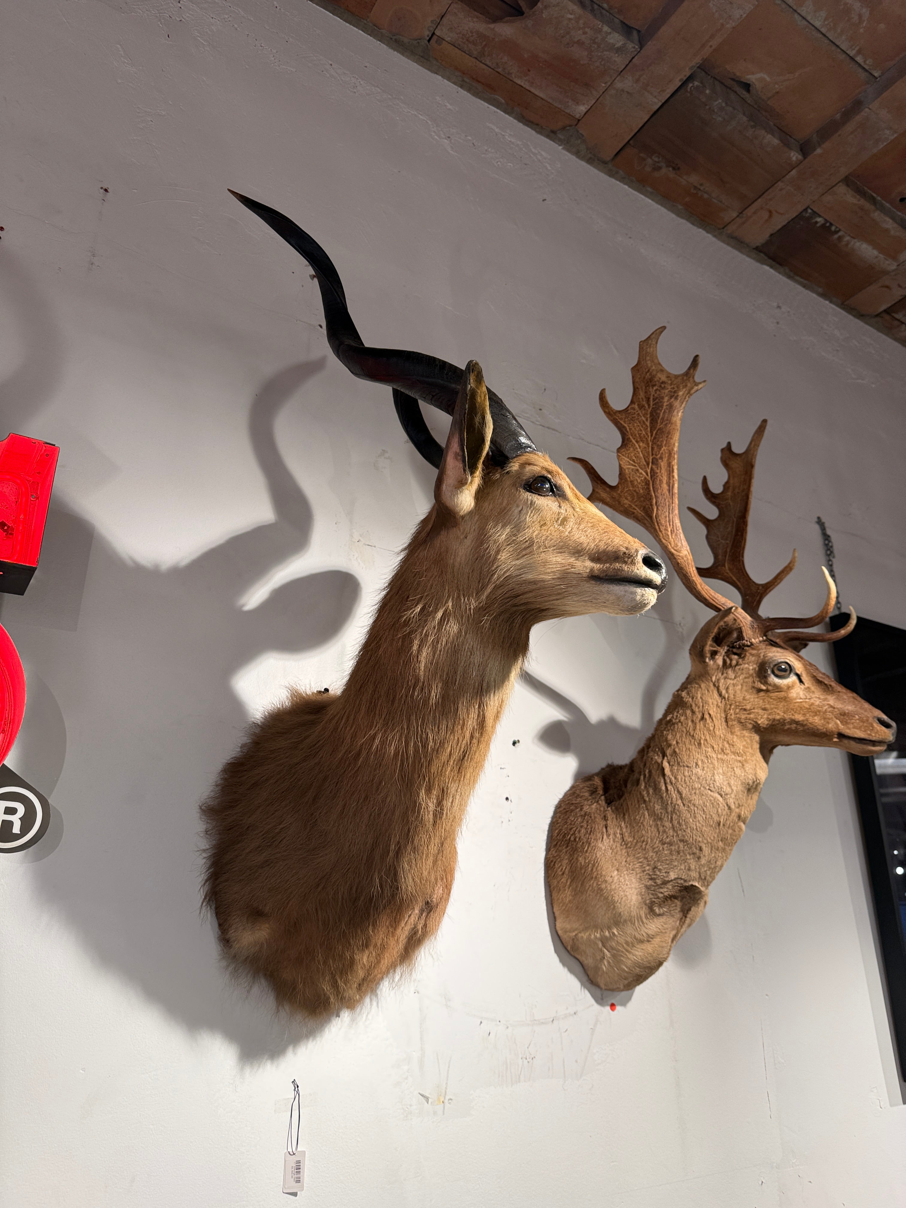 CT Sitatunga Head