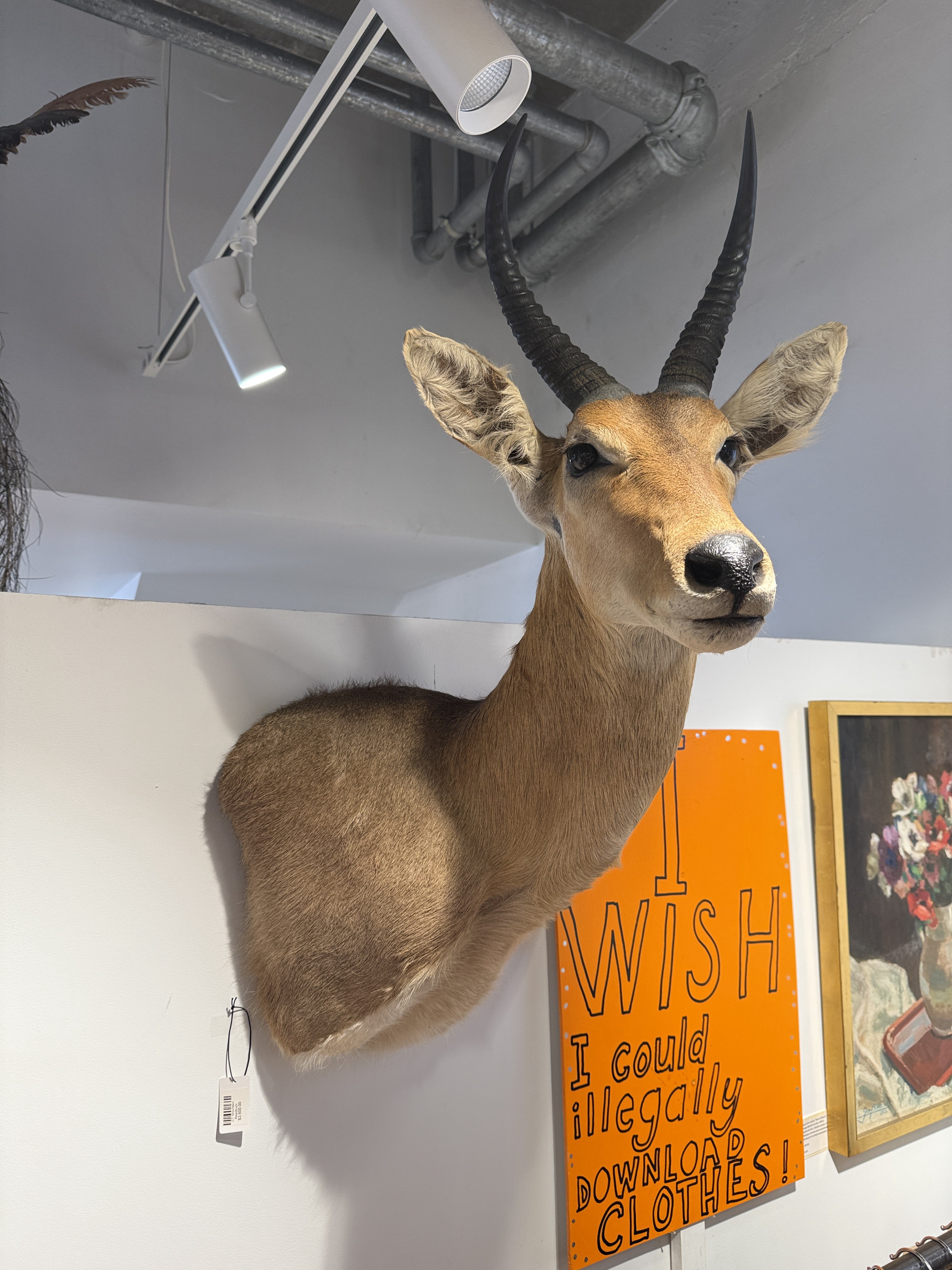 CT Mountain Reedbuck