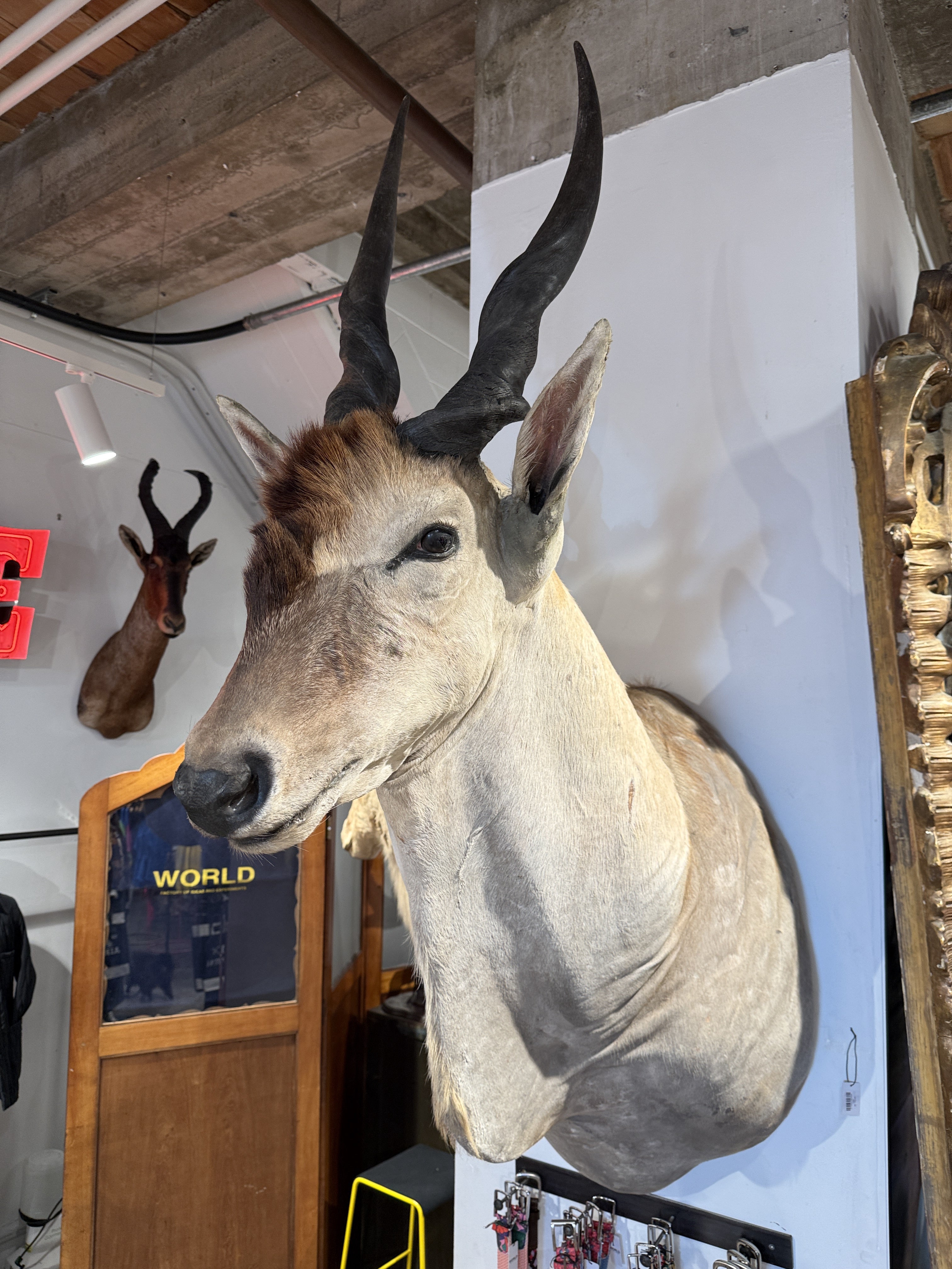 CT Eland Antelope Head