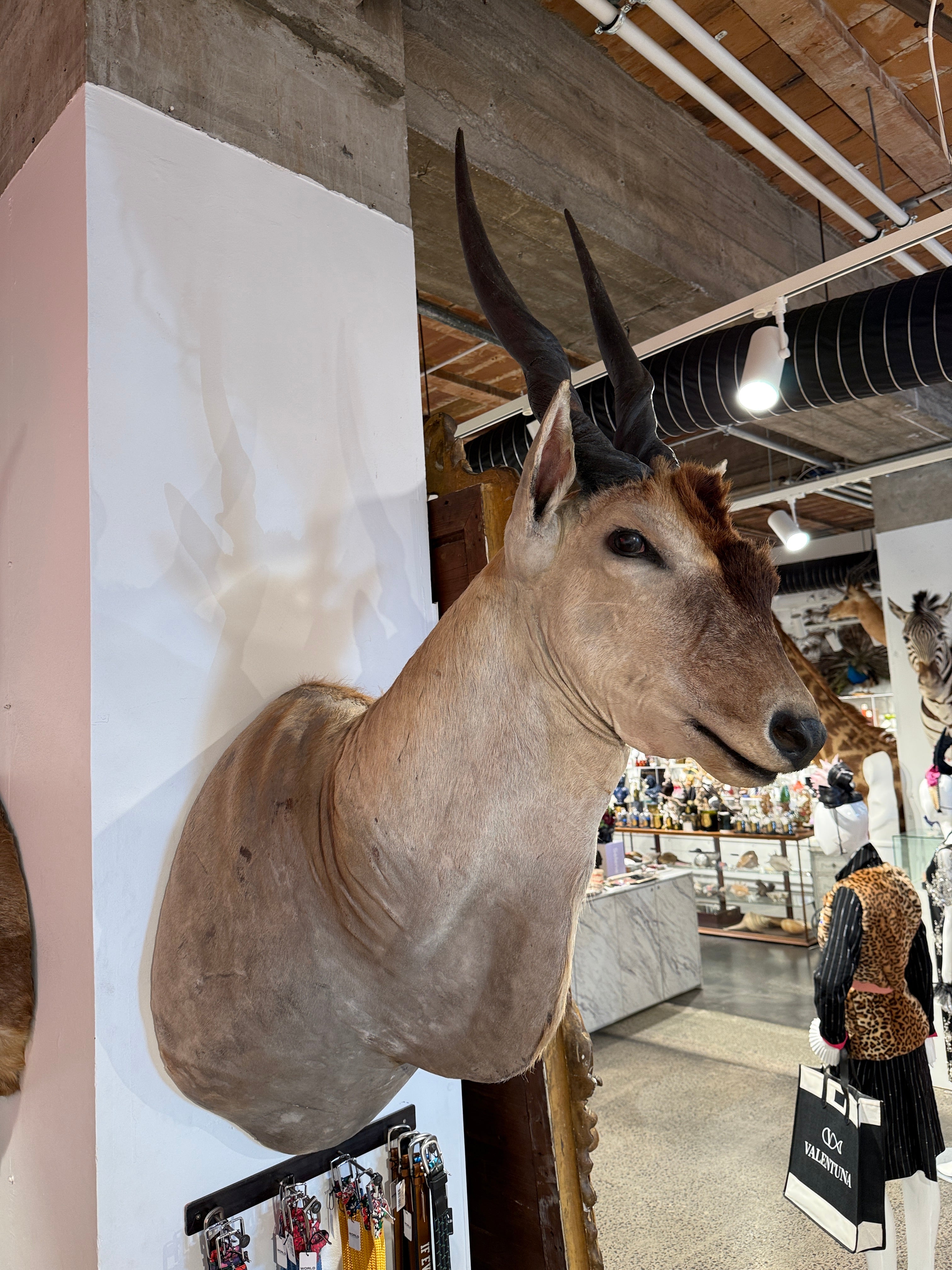 CT Eland Antelope Head