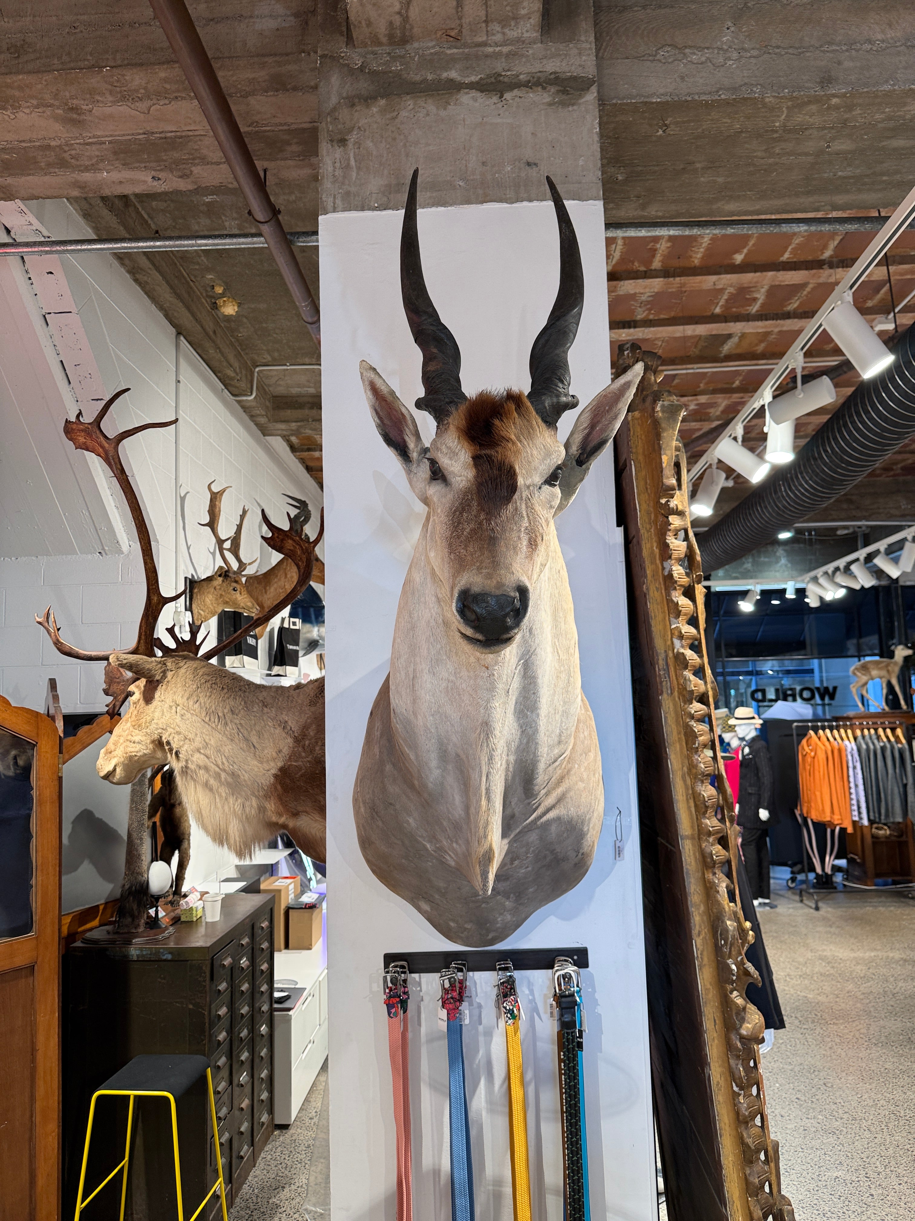 CT Eland Antelope Head