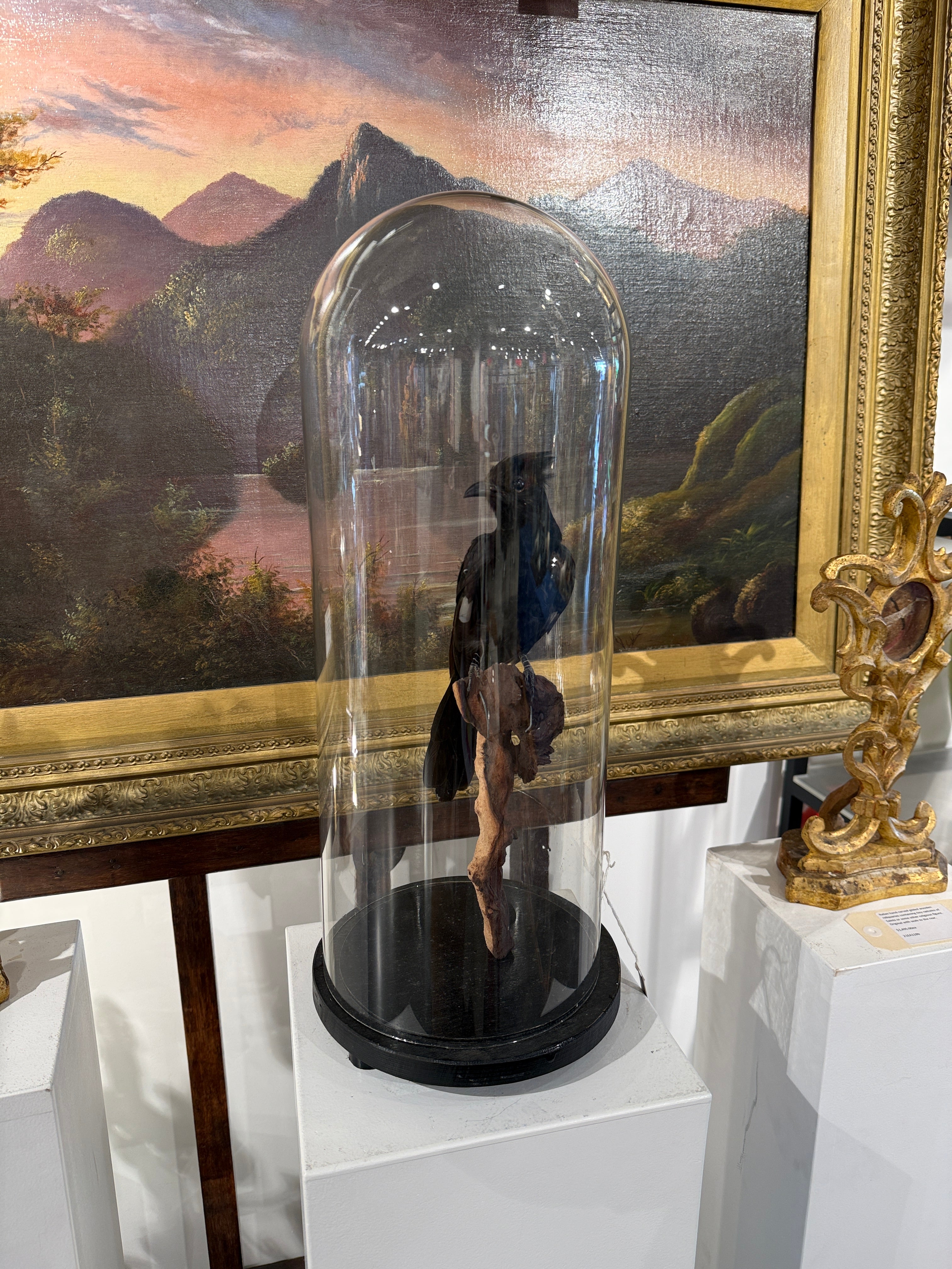 CT Jacobin Cuckoo in Dome