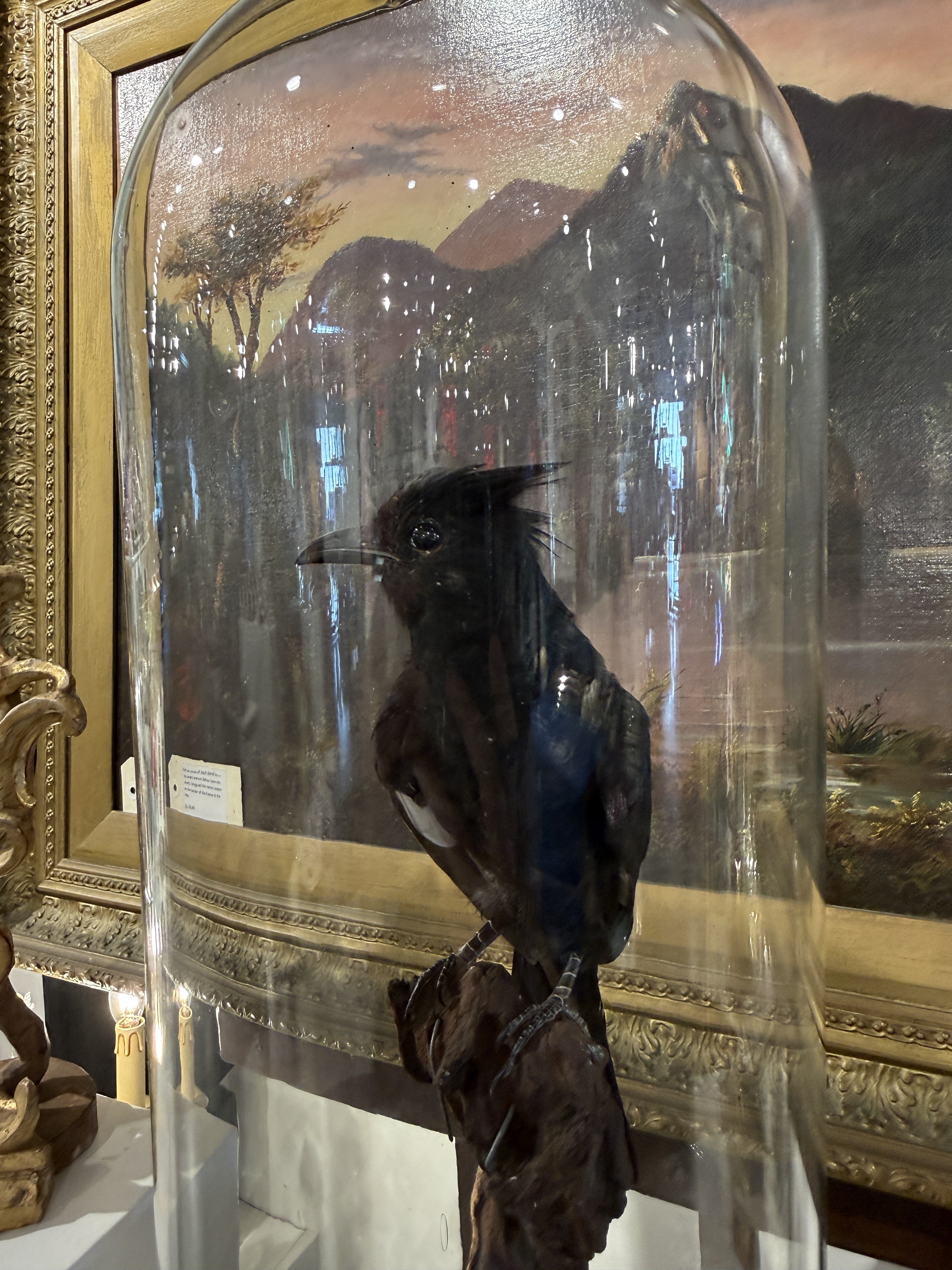 CT Jacobin Cuckoo in Dome
