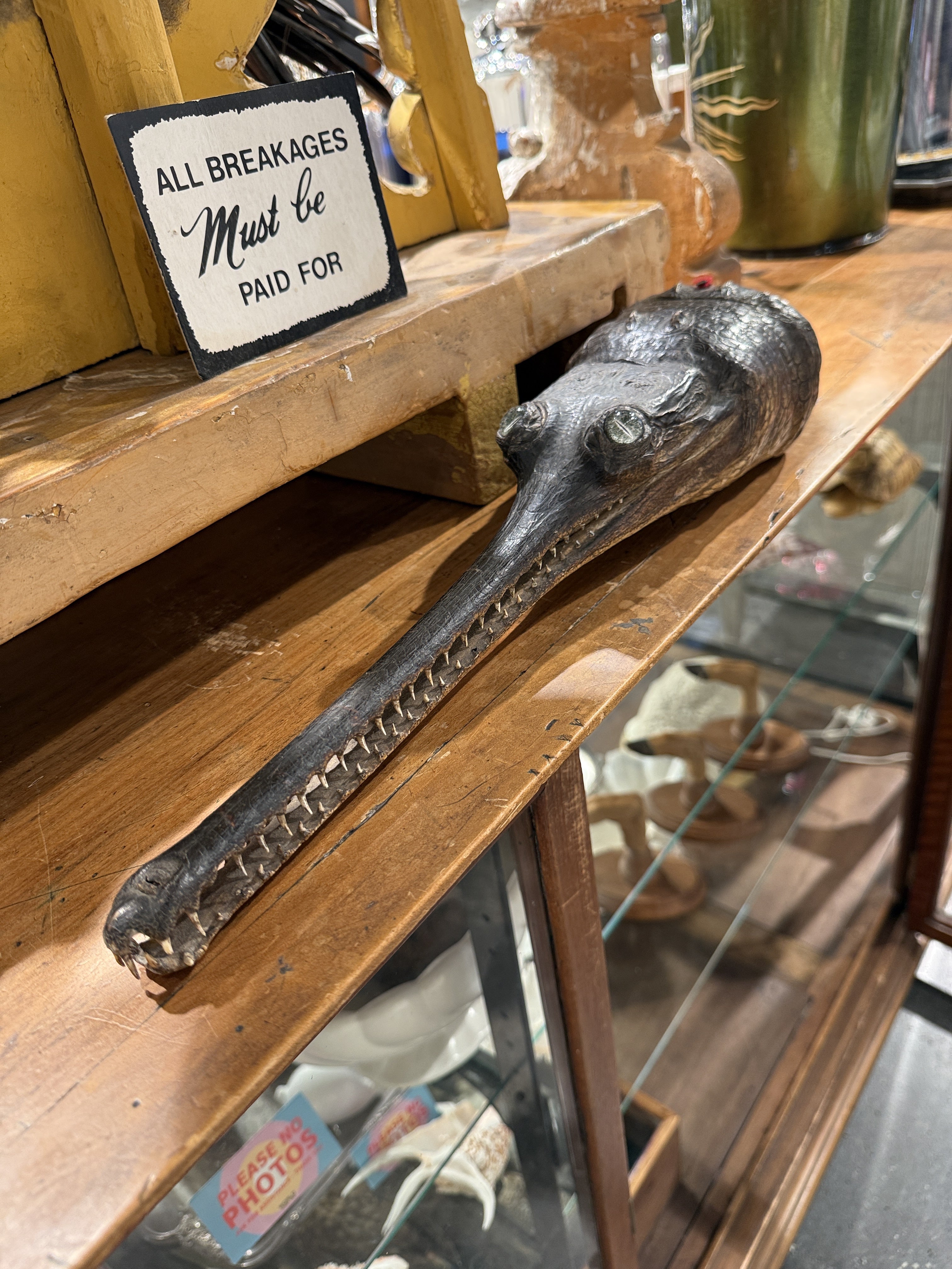 CT Gharial