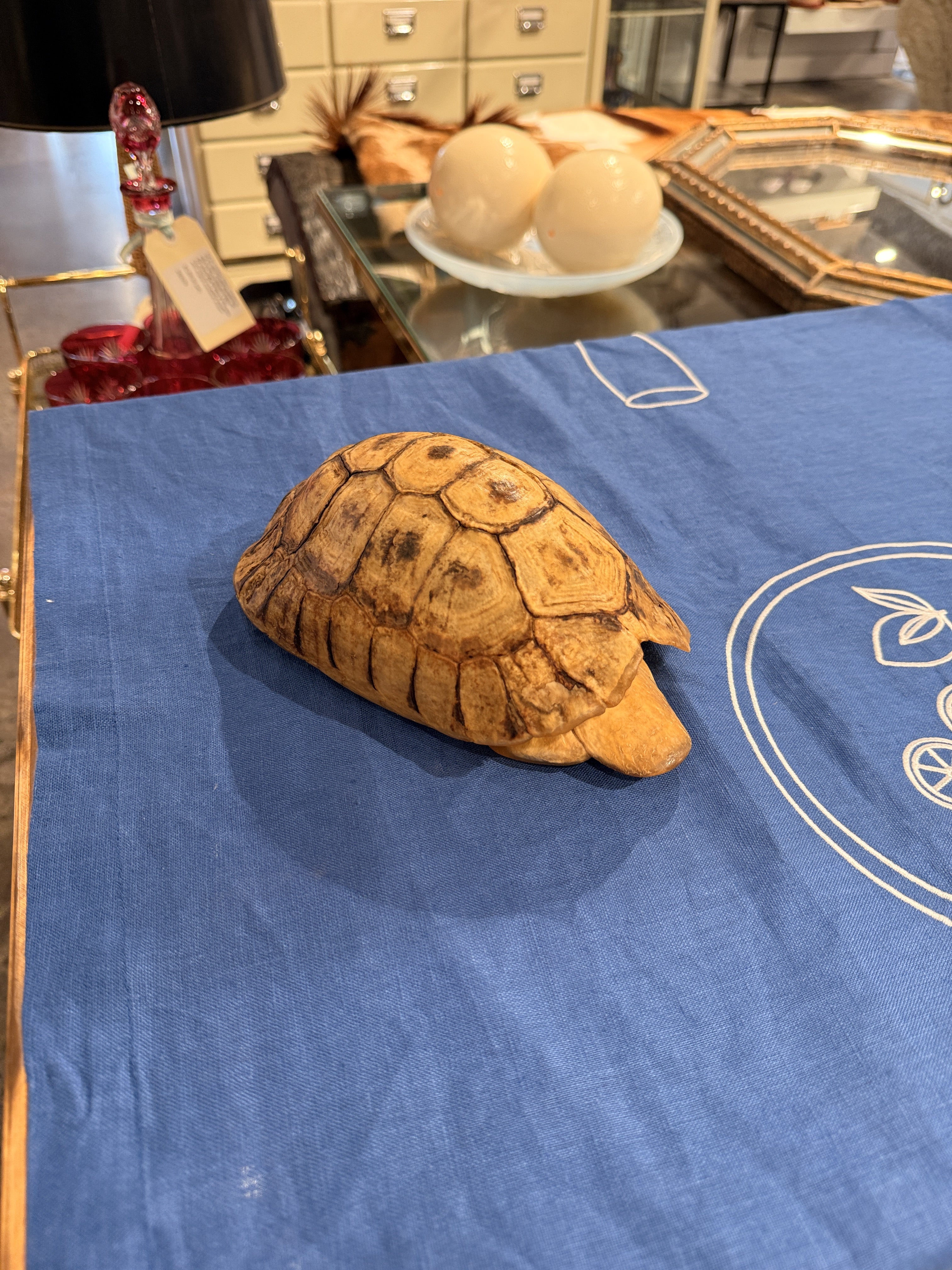 CT Angulate Tortoise Shell