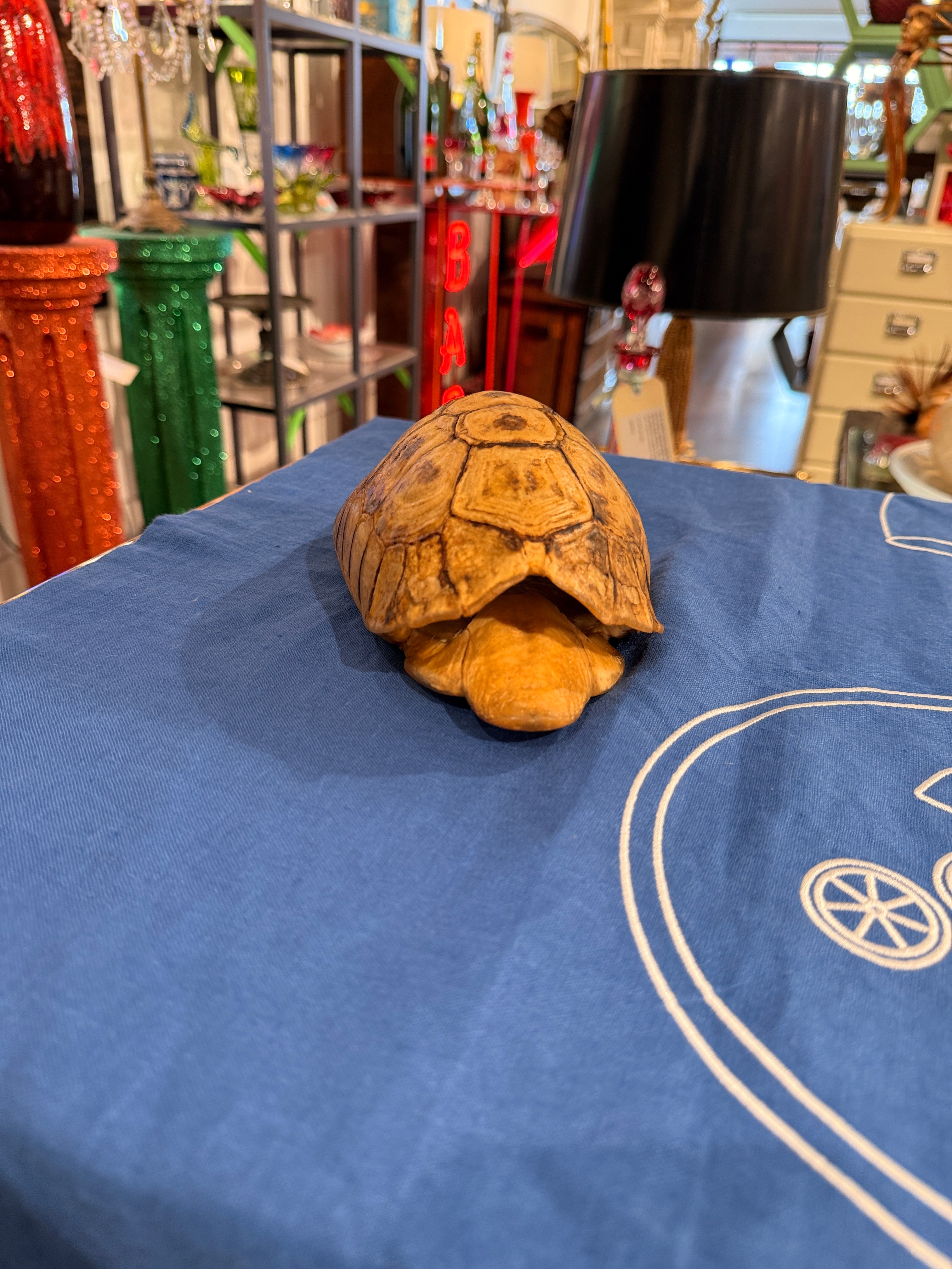 CT Angulate Tortoise Shell