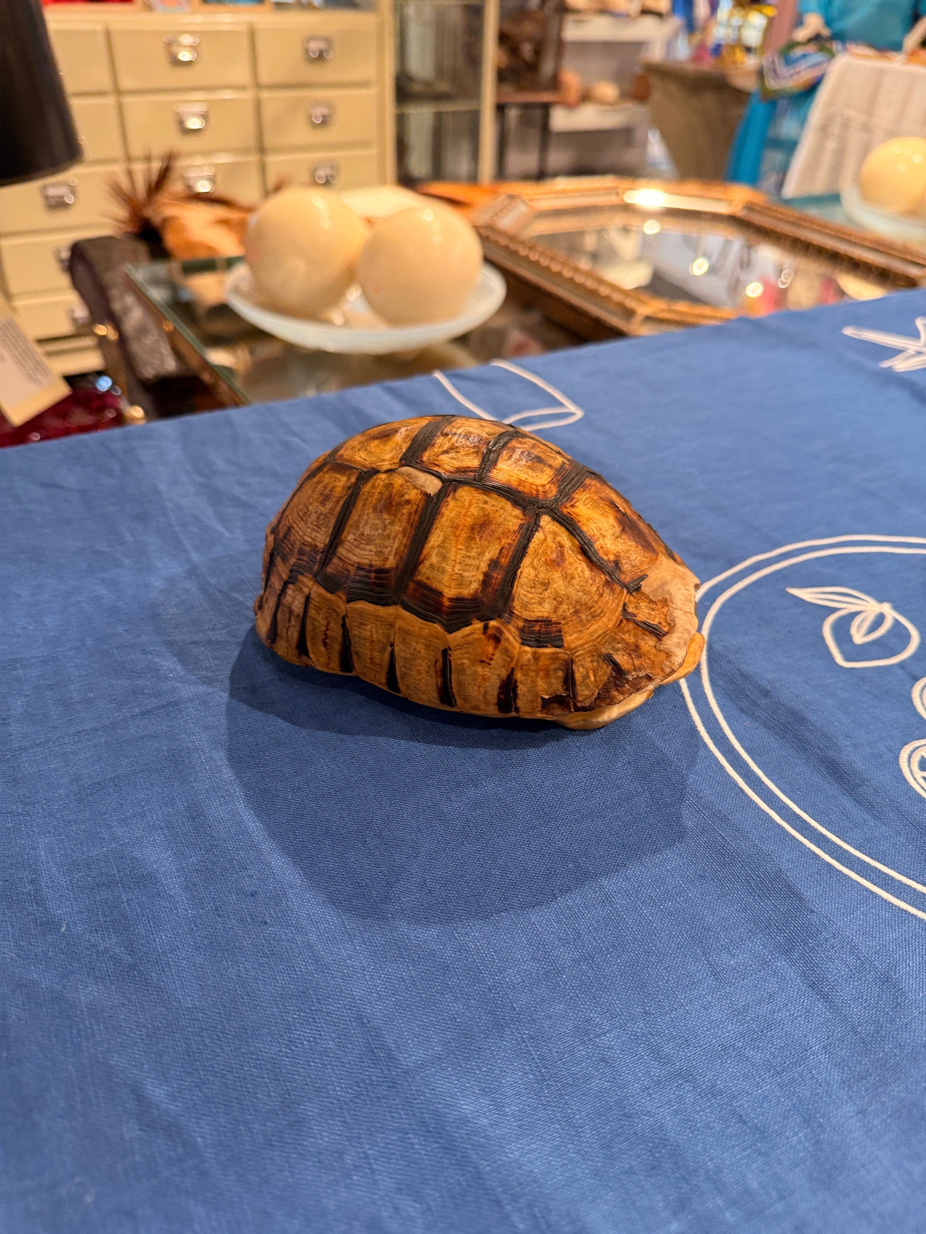 CT Angulate Tortoise Shell