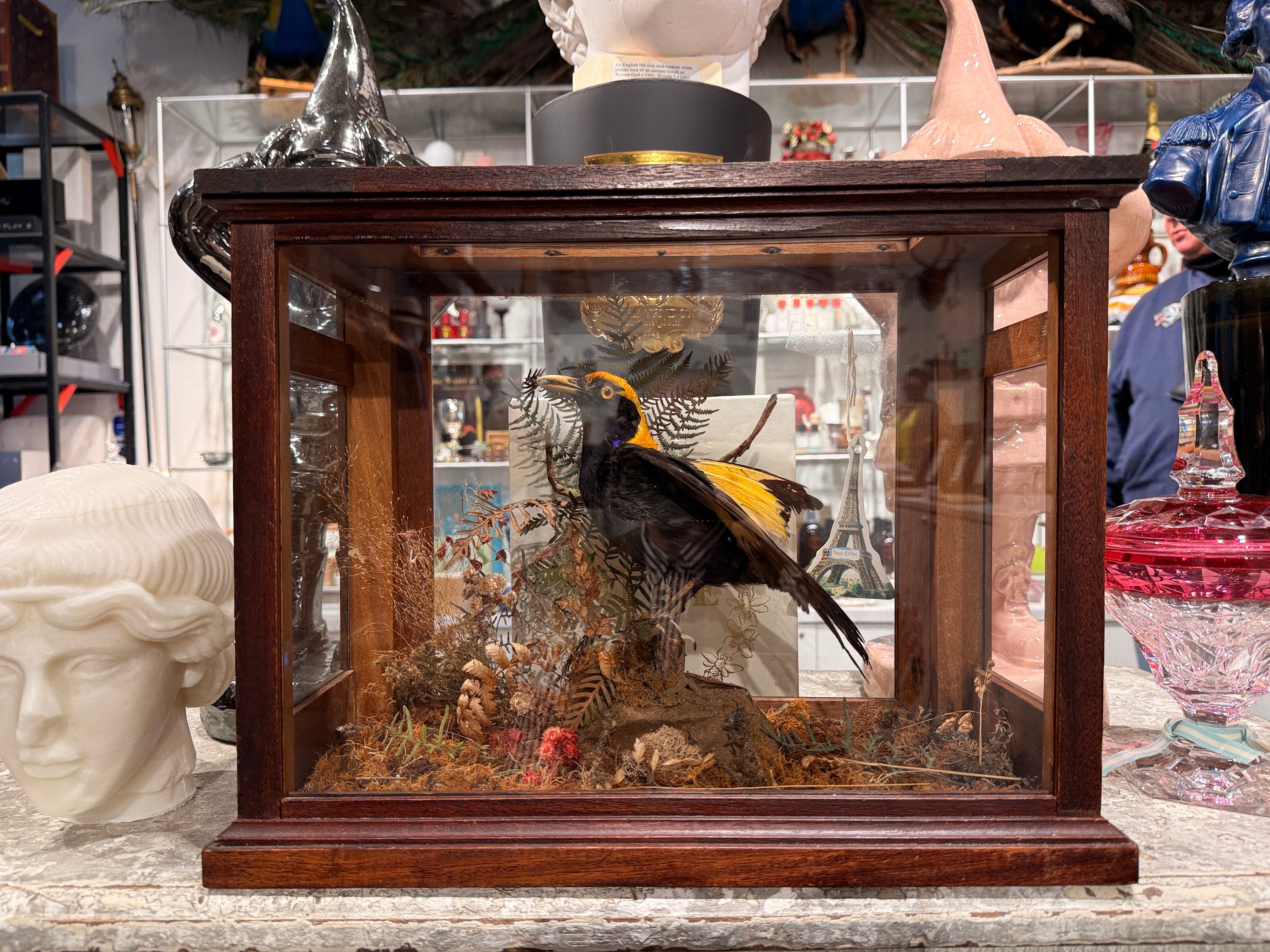 CT Regent Bowerbird in Case