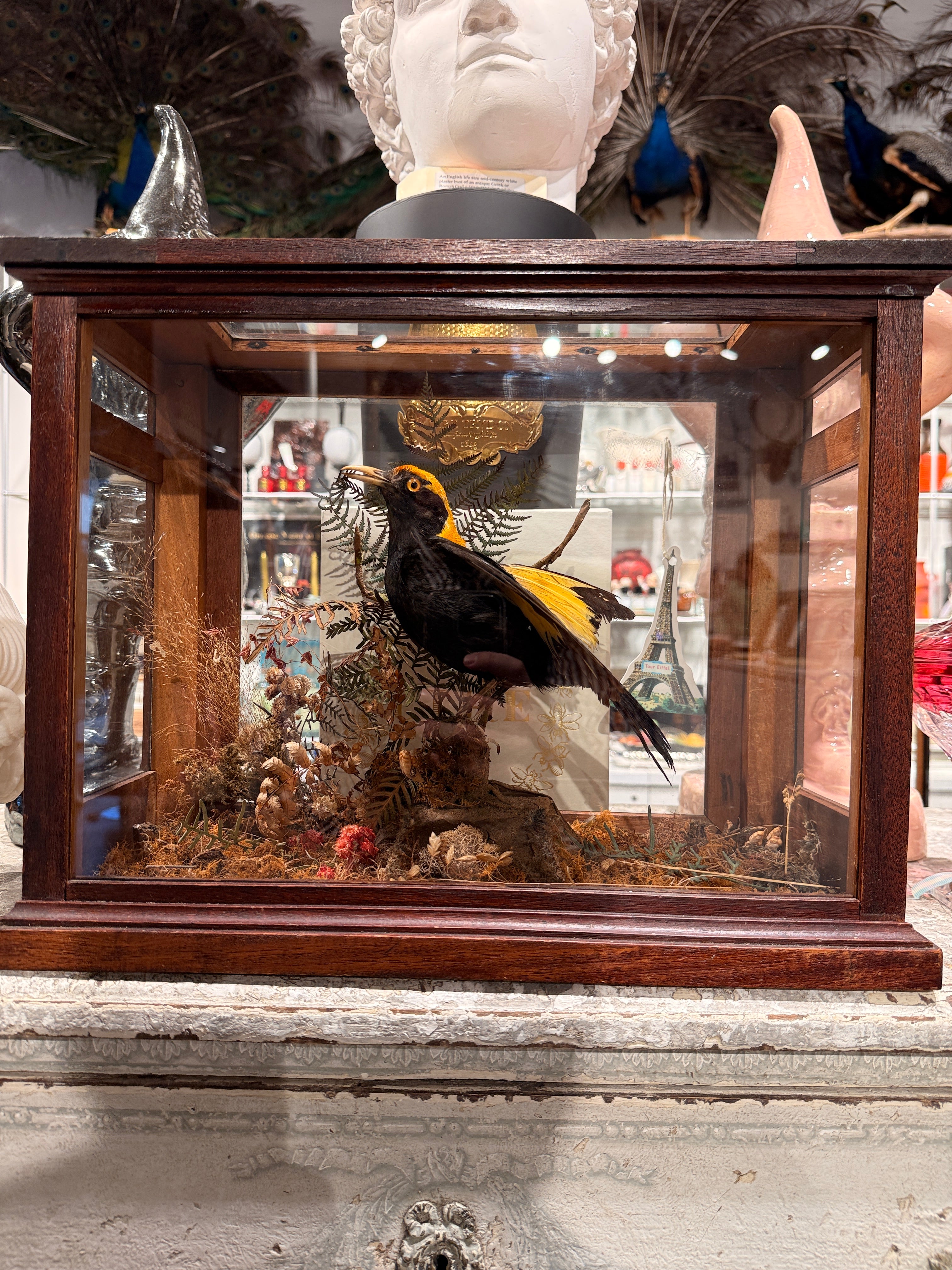 CT Regent Bowerbird in Case