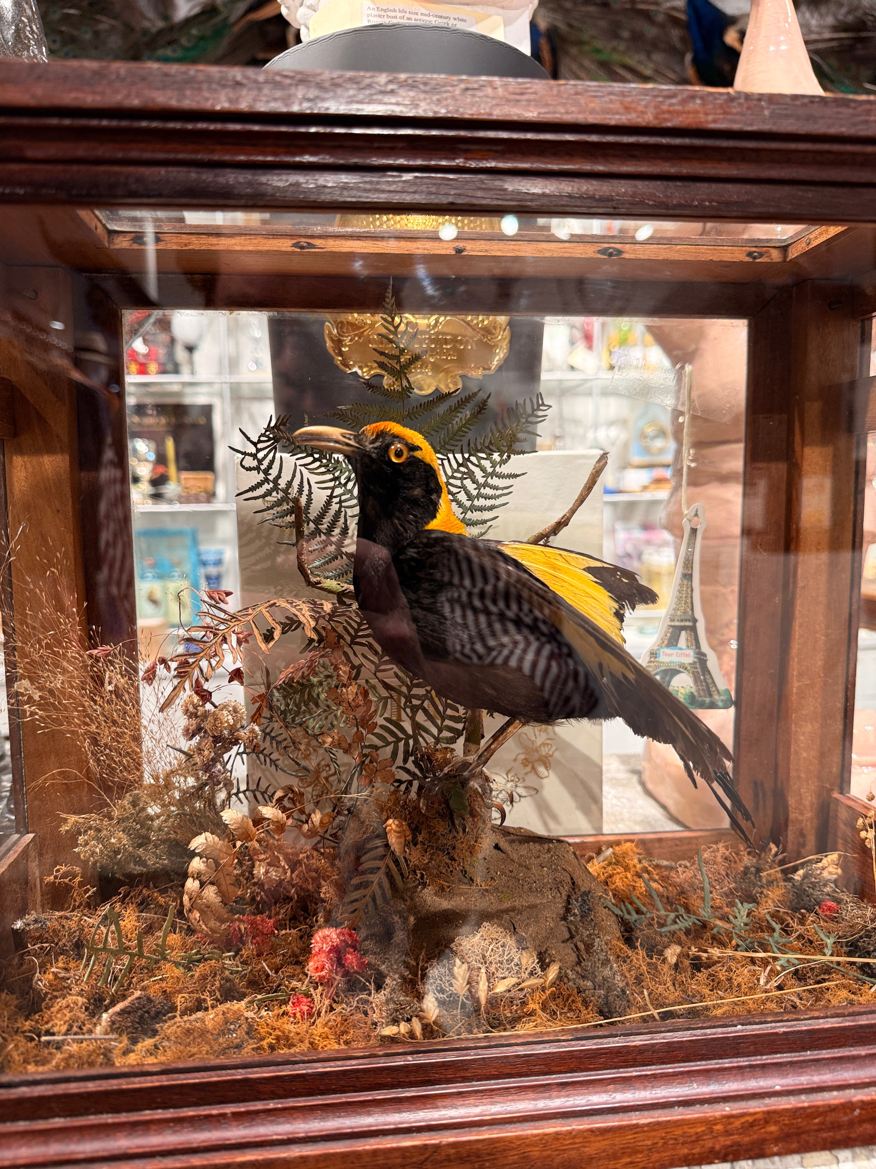 CT Regent Bowerbird in Case