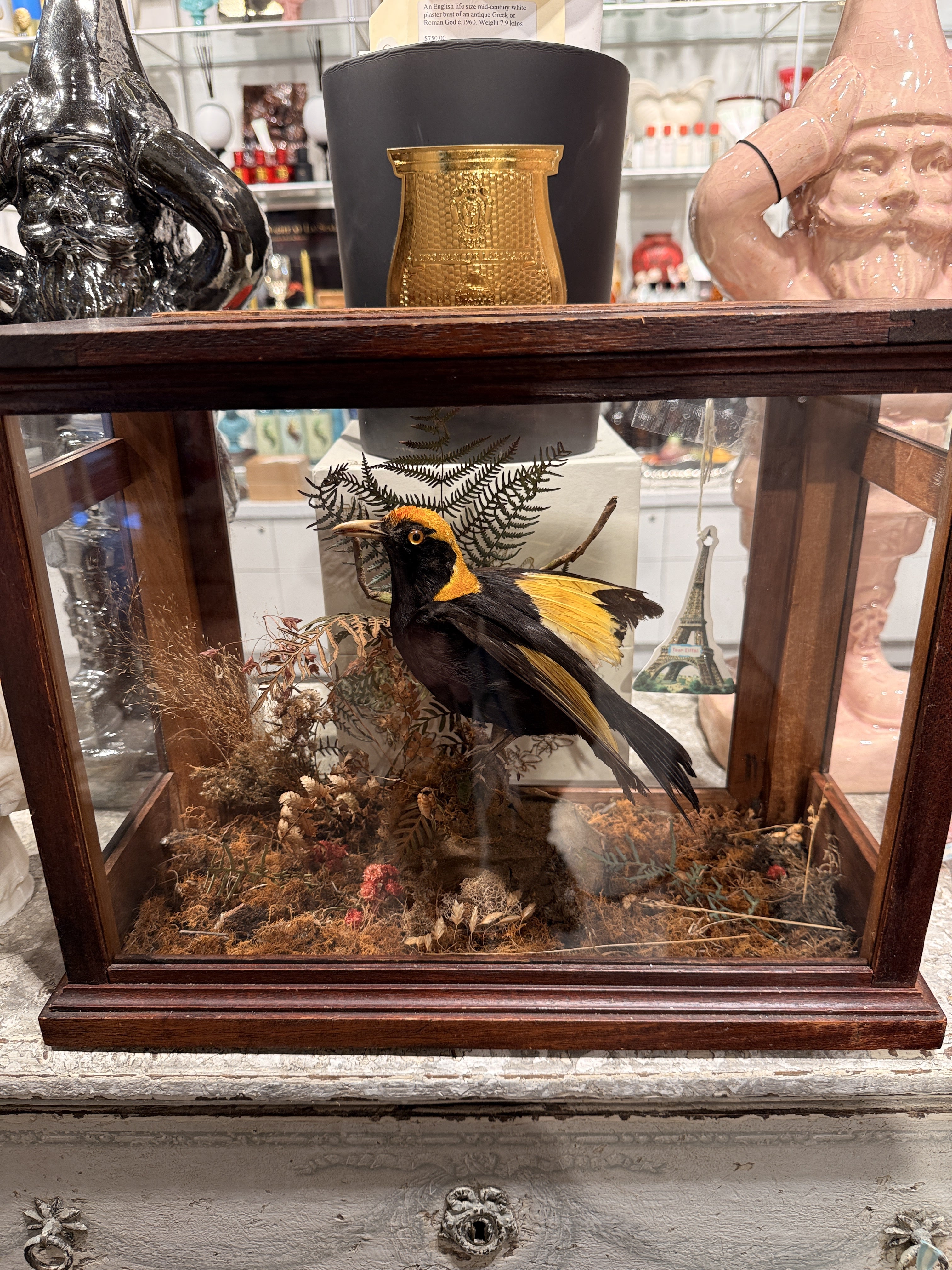 CT Regent Bowerbird in Case