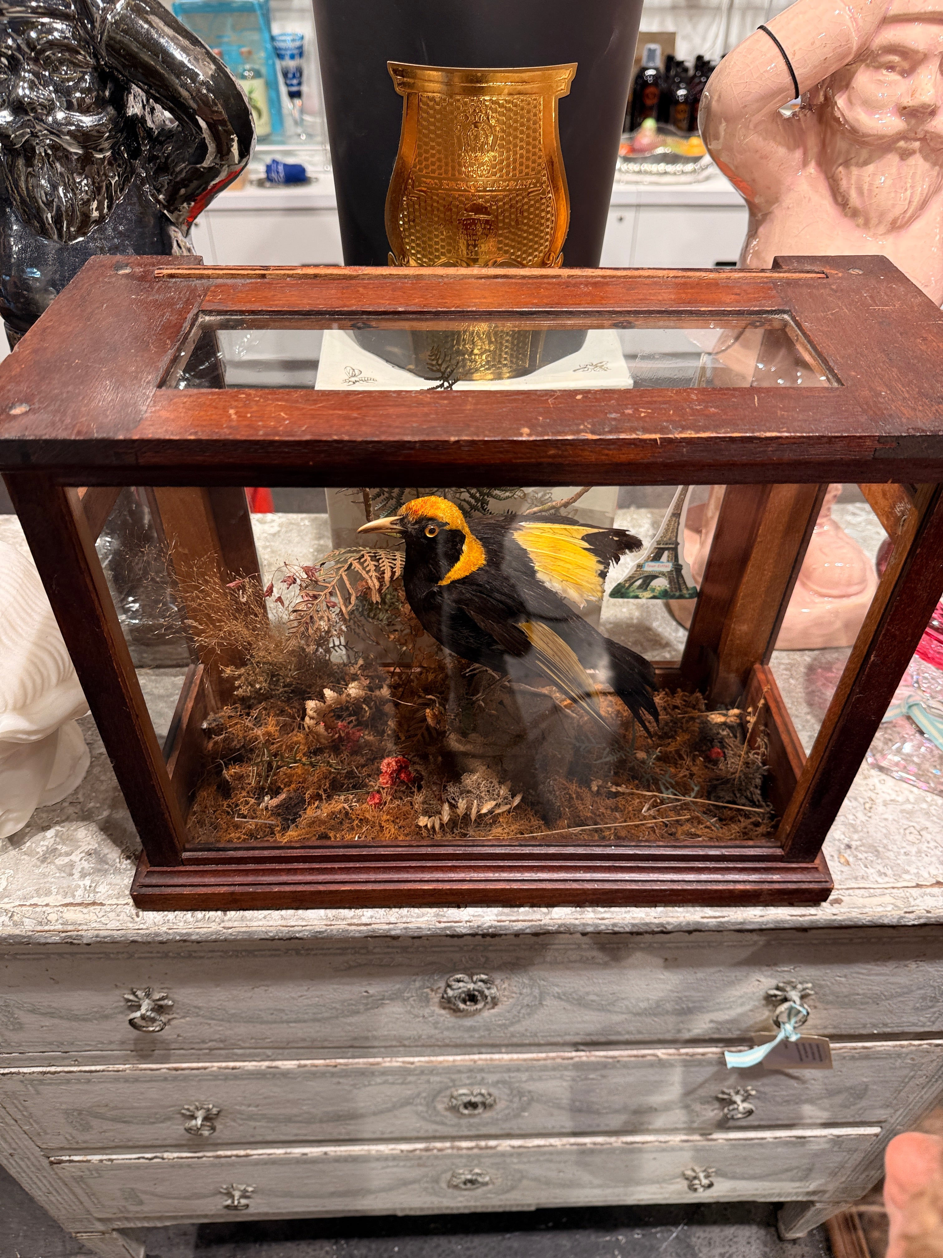 CT Regent Bowerbird in Case