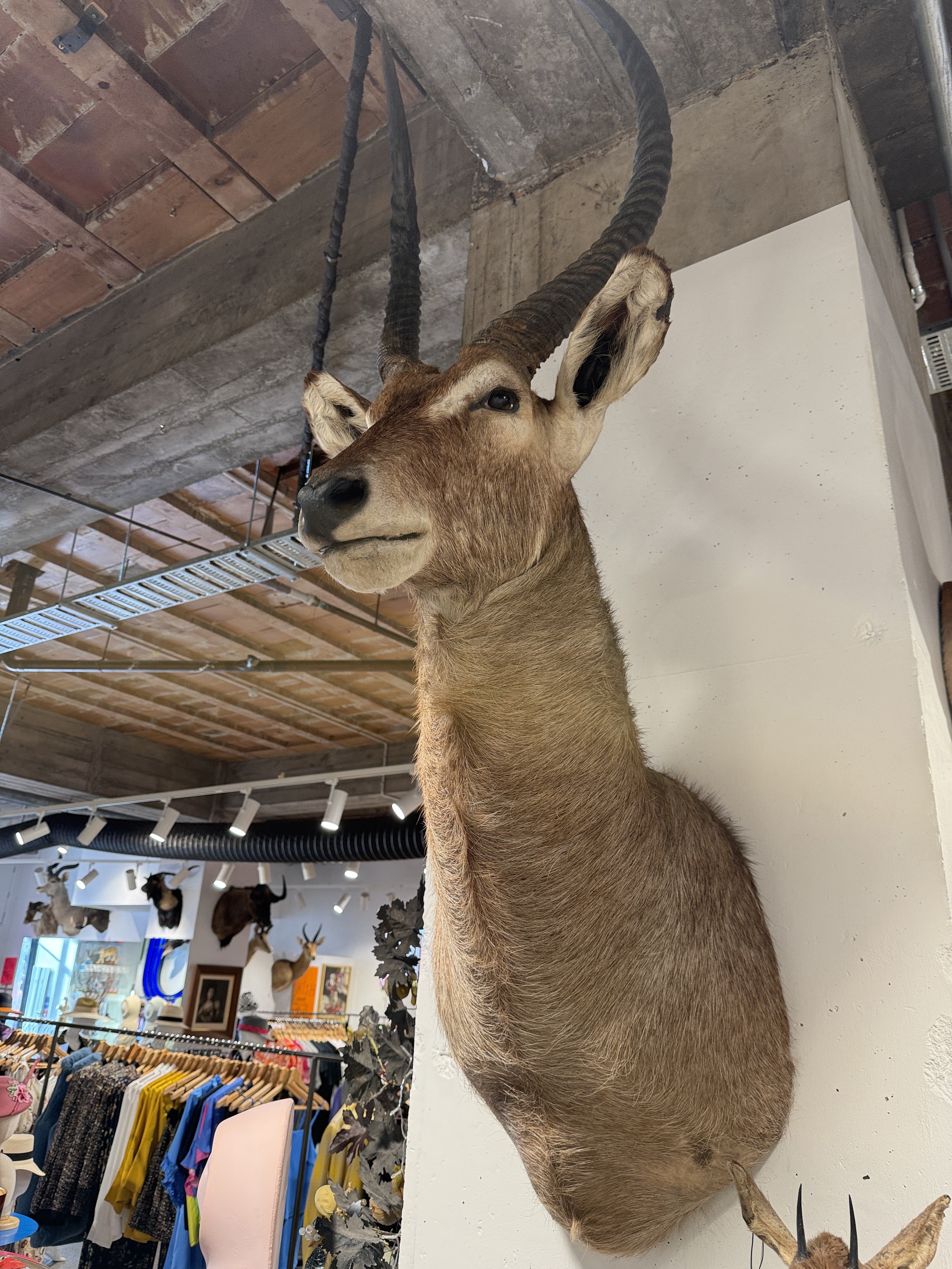 CT Waterbuck