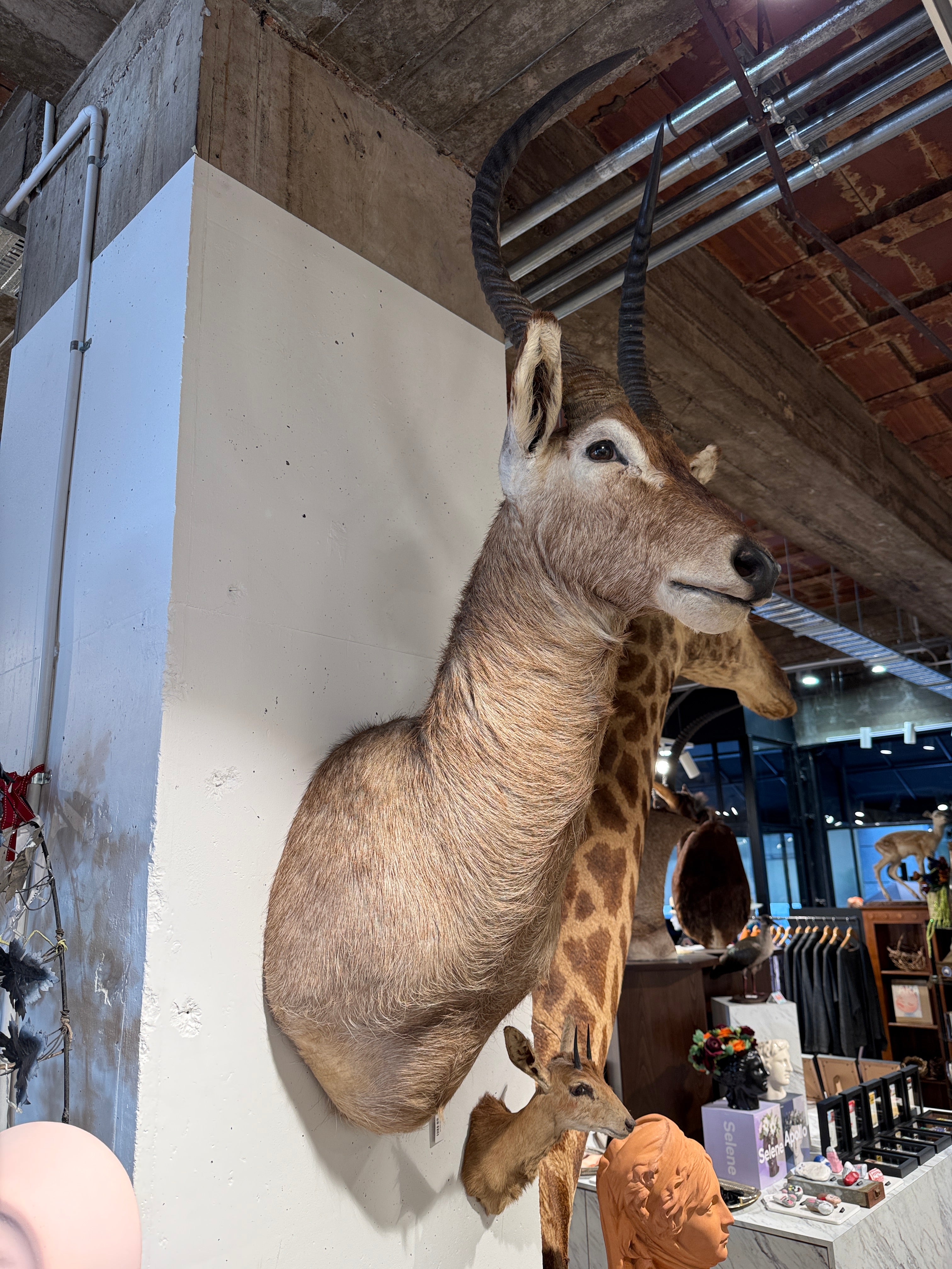 CT Waterbuck