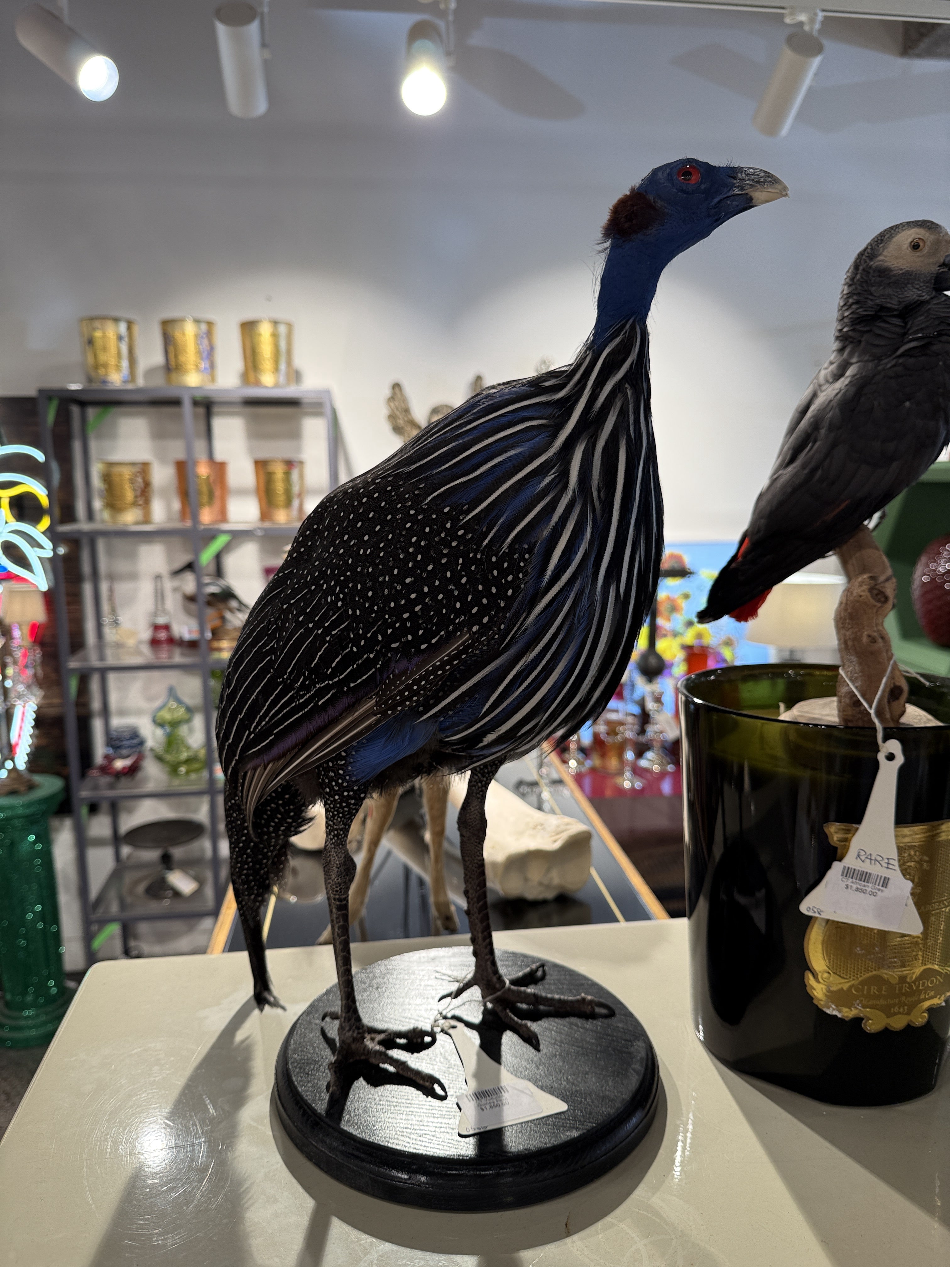 CT Vulturine Guinea Fowl