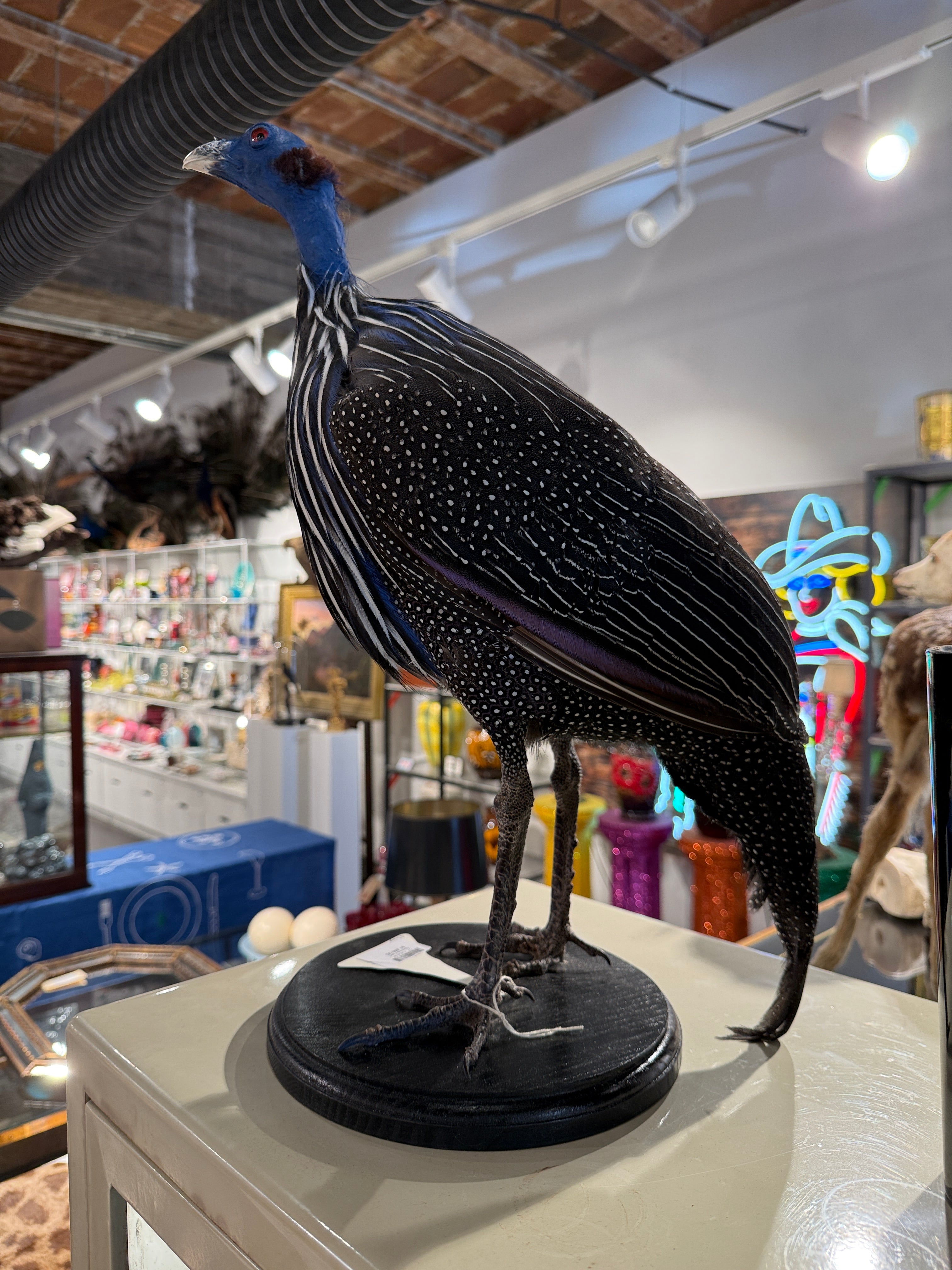 CT Vulturine Guinea Fowl