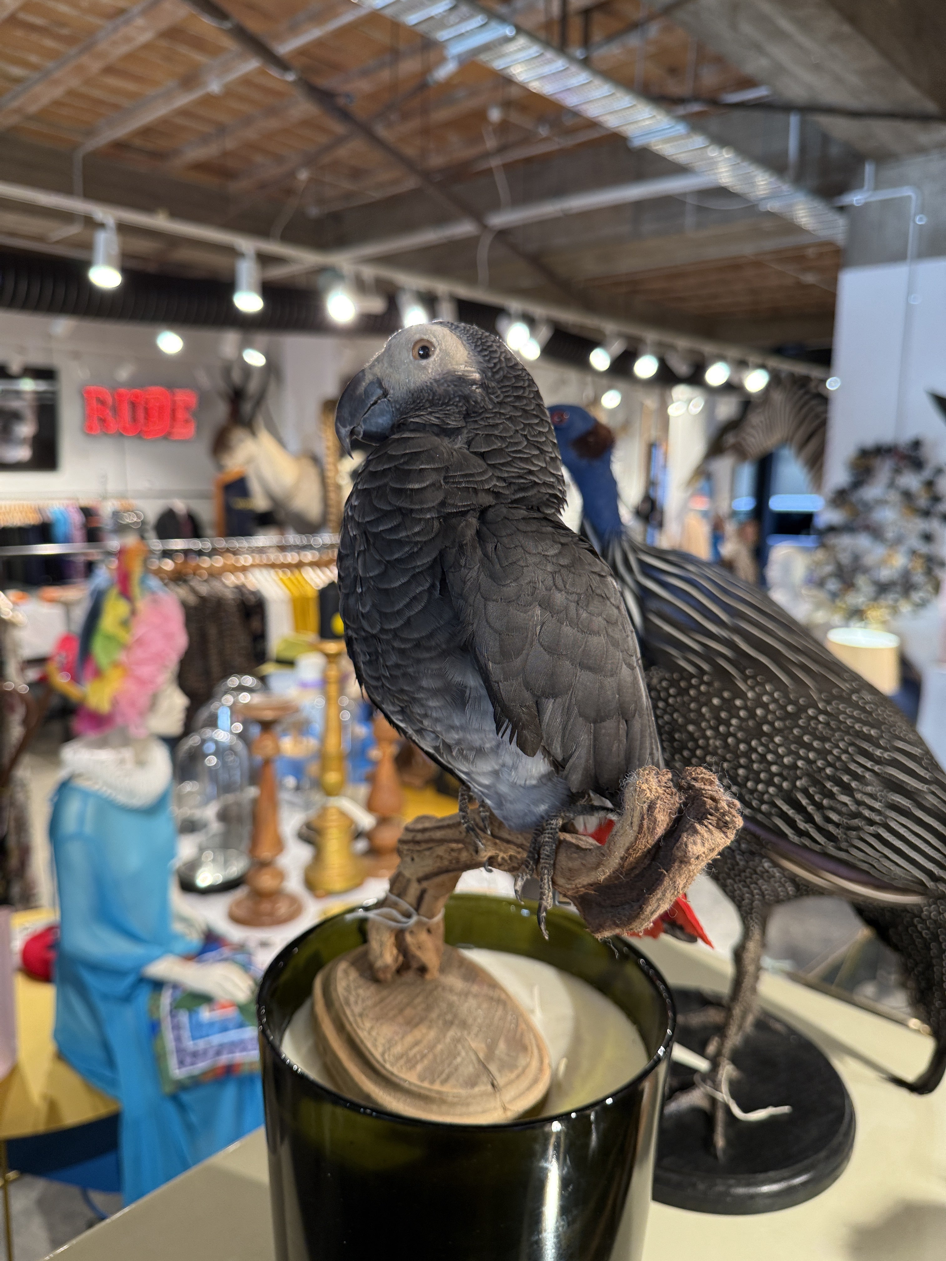CT African Grey