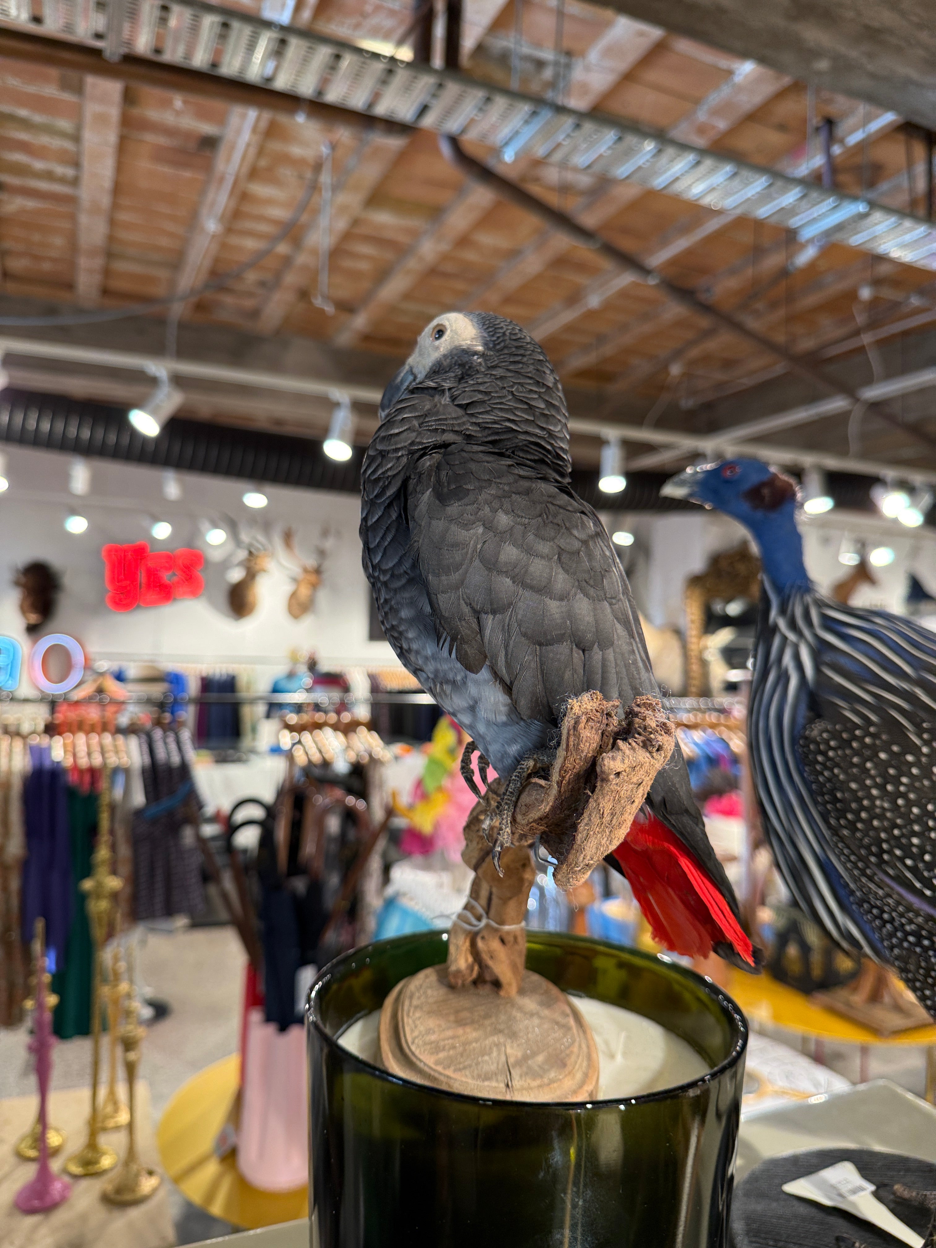 CT African Grey