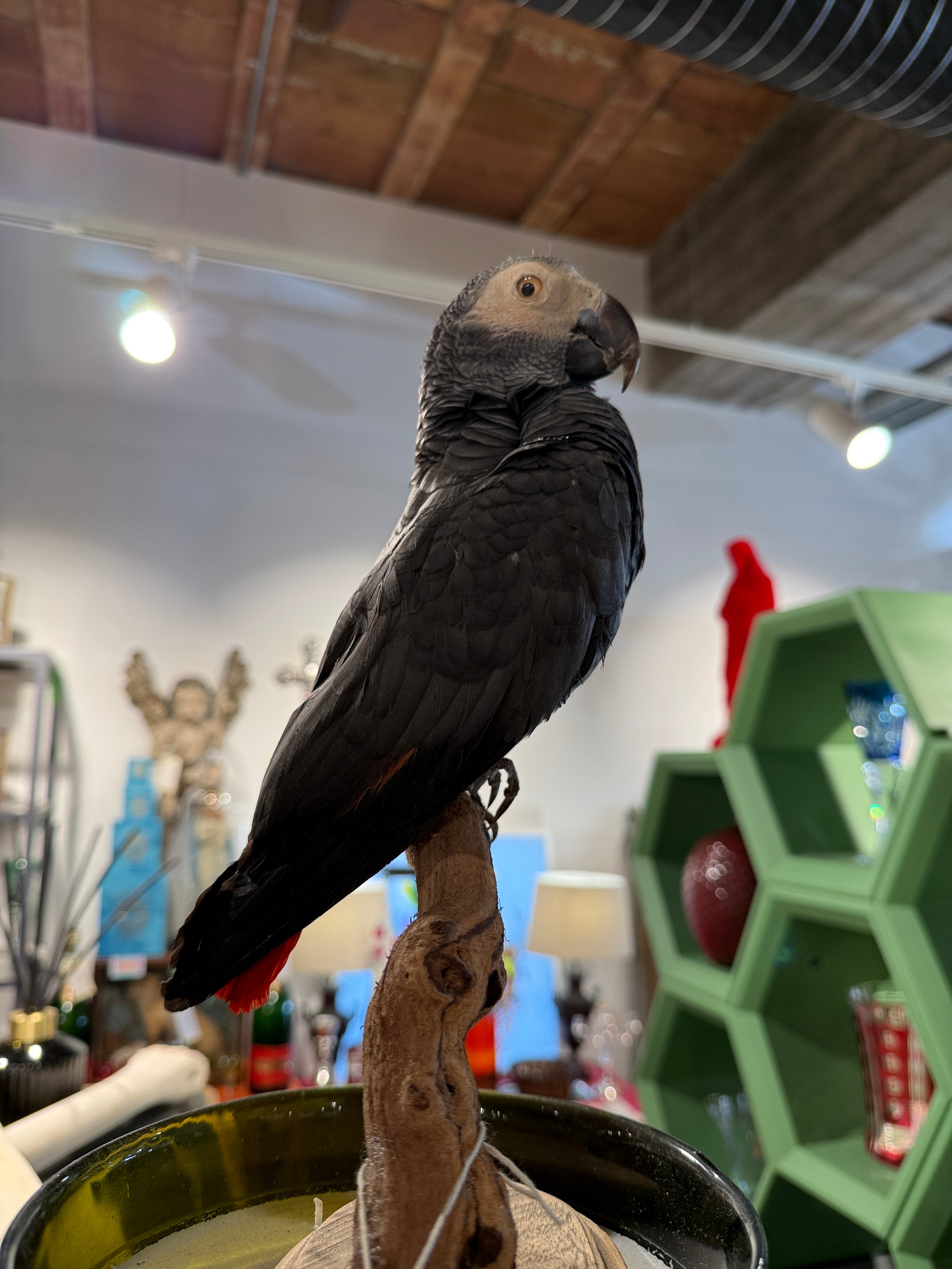 CT African Grey