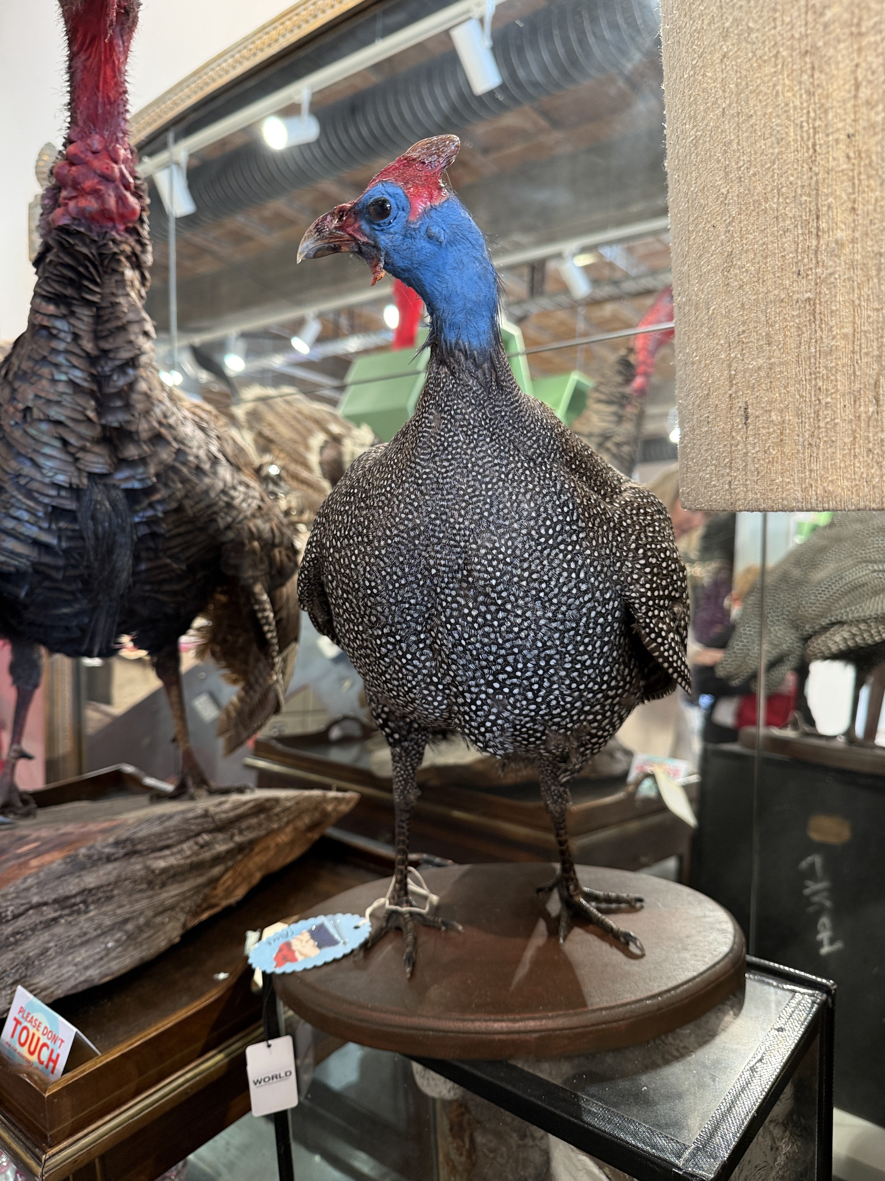 CT Guinea Fowl Bird